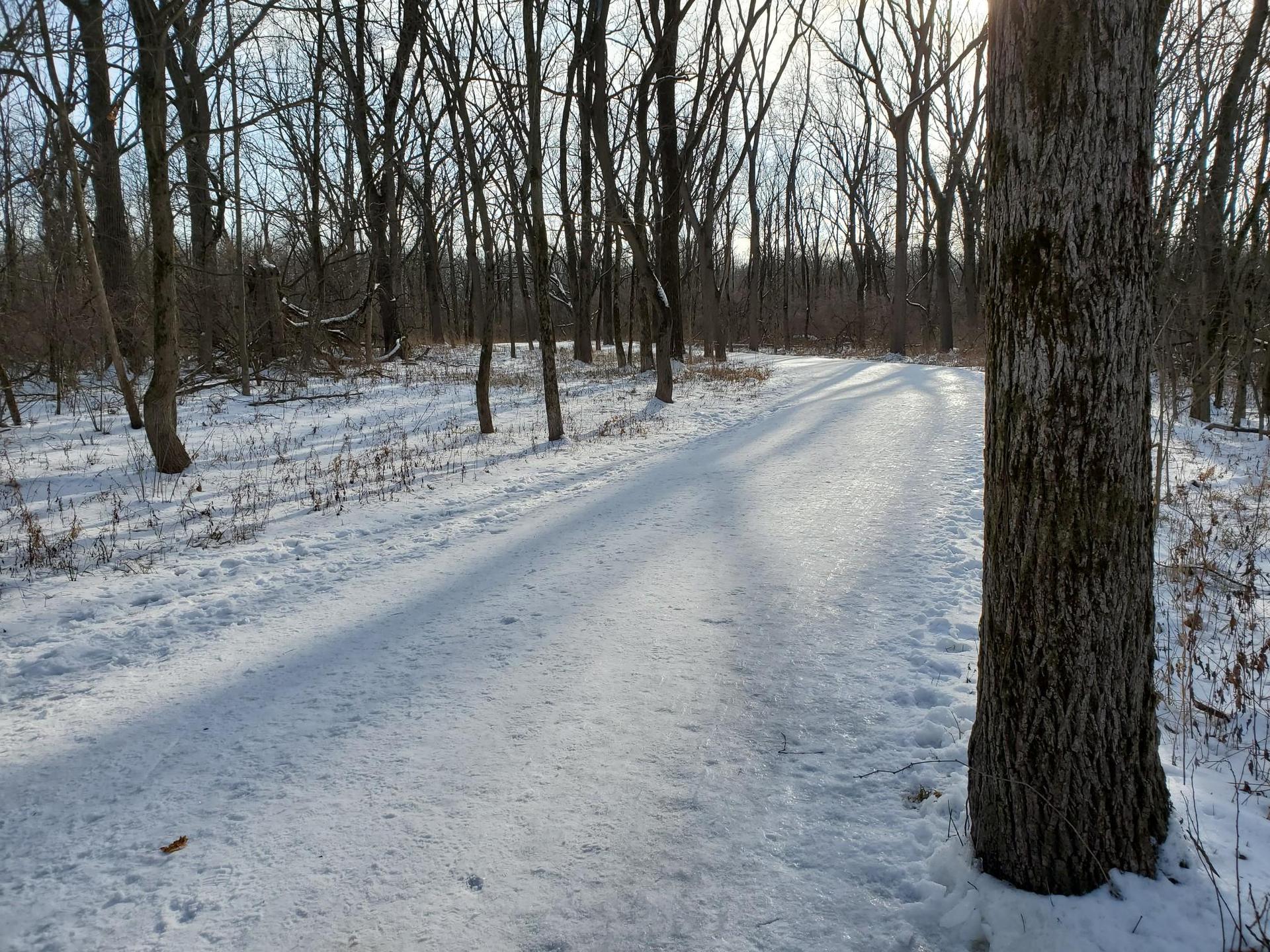 Sunny snow-covered path winding through a forest of bare trees.