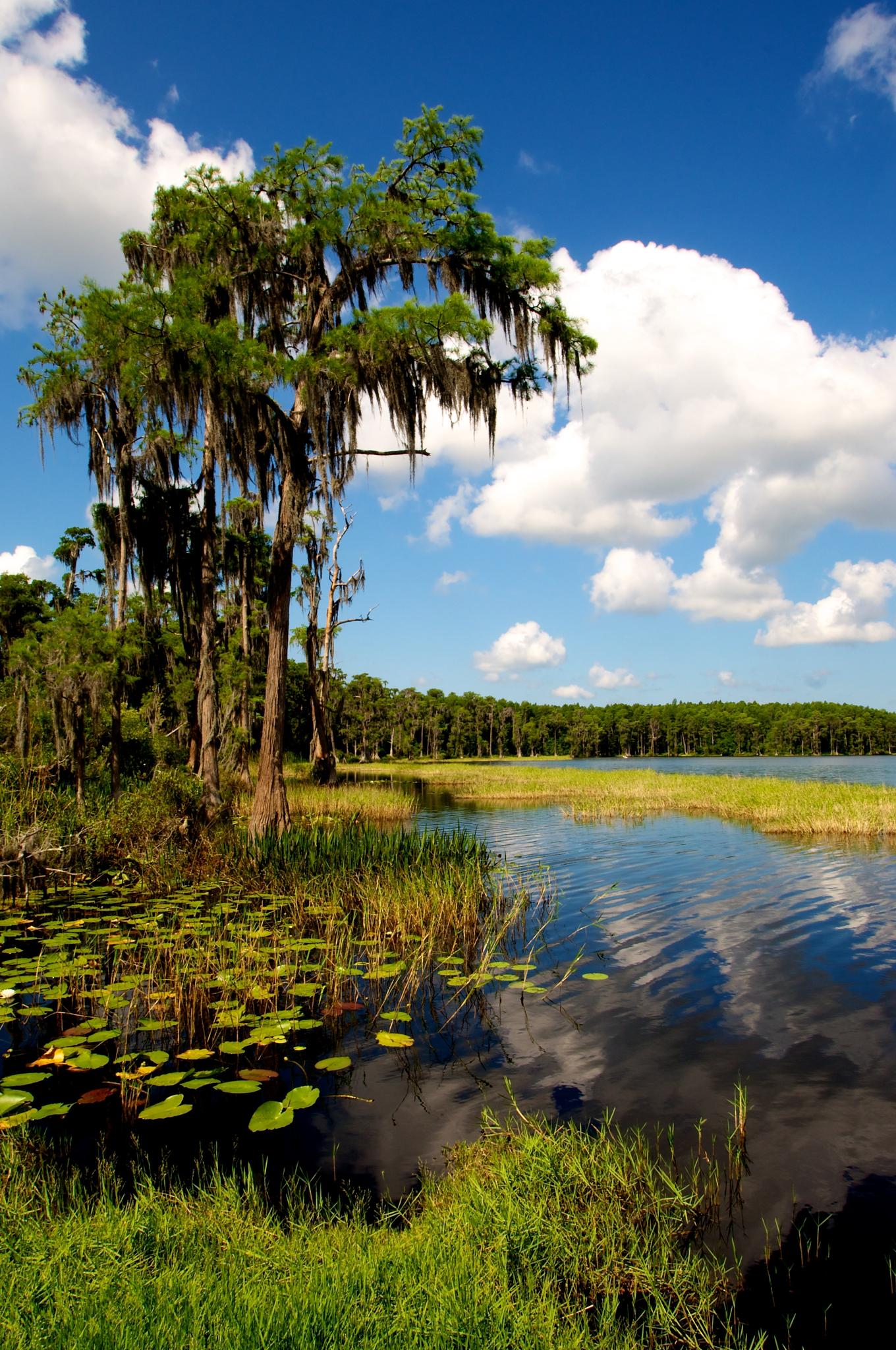 Cypress tree with Spanish moss by a lake with lily pads under a blue sky.