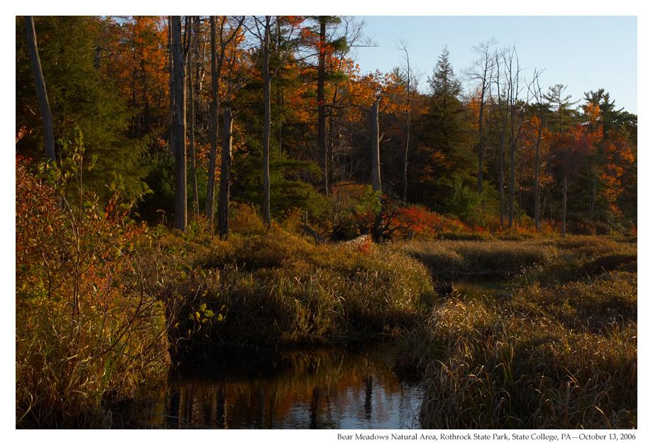 Autumn marsh with colorful trees reflecting in calm water under bright light.
