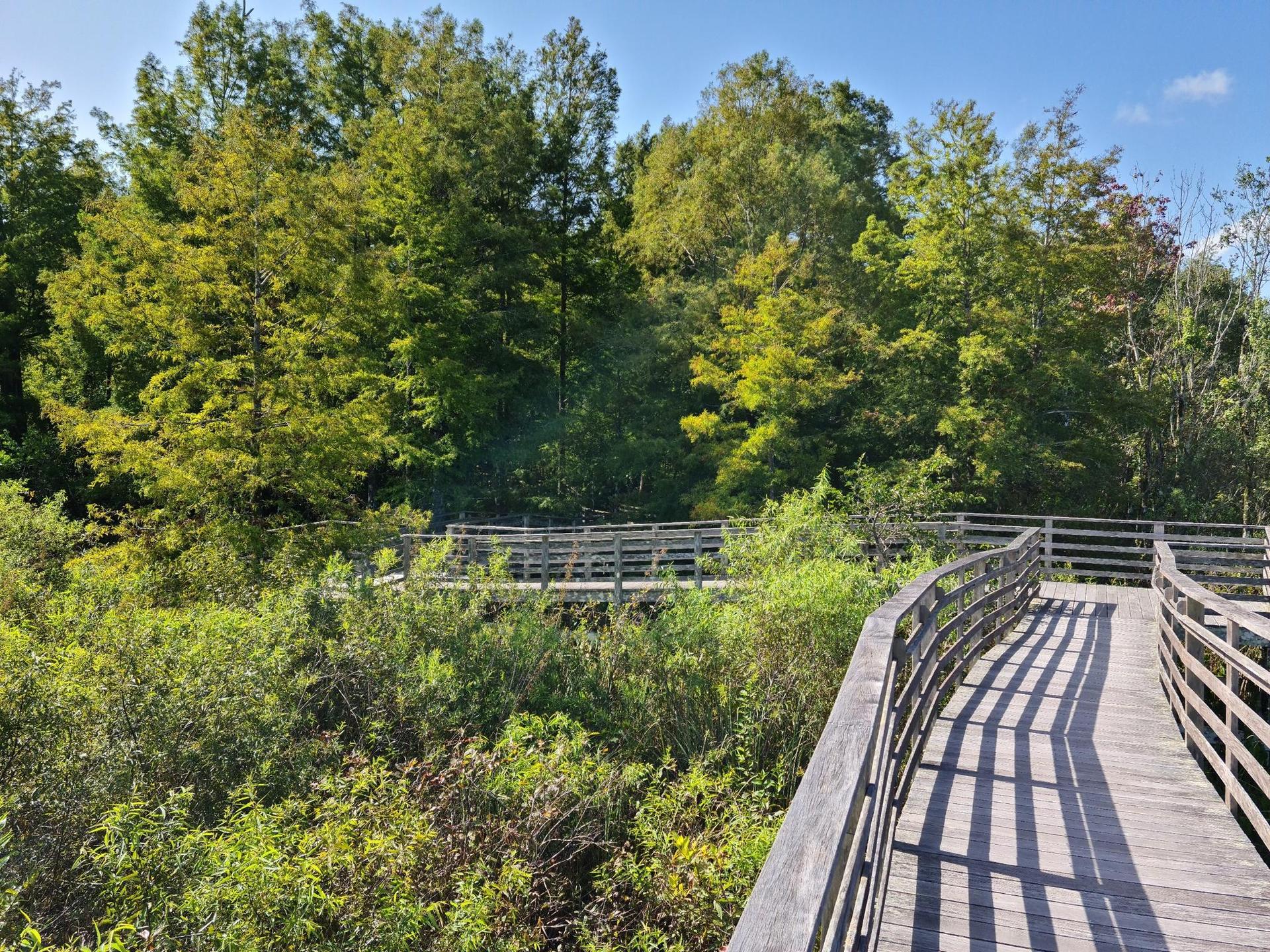 Winding wooden boardwalk through dense green foliage and trees on a sunny day.