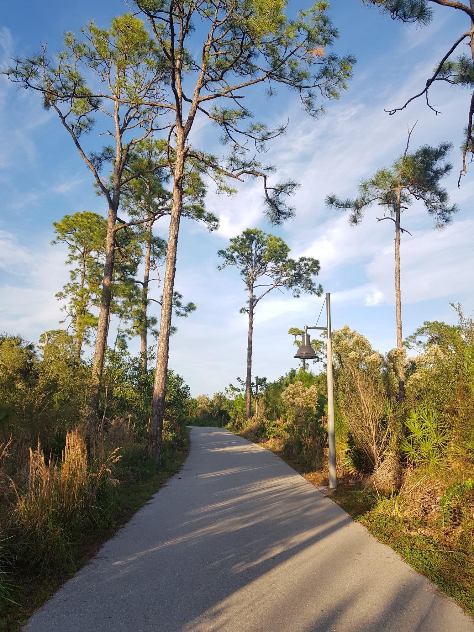 Paved path lined with tall pine trees under a bright blue sky.