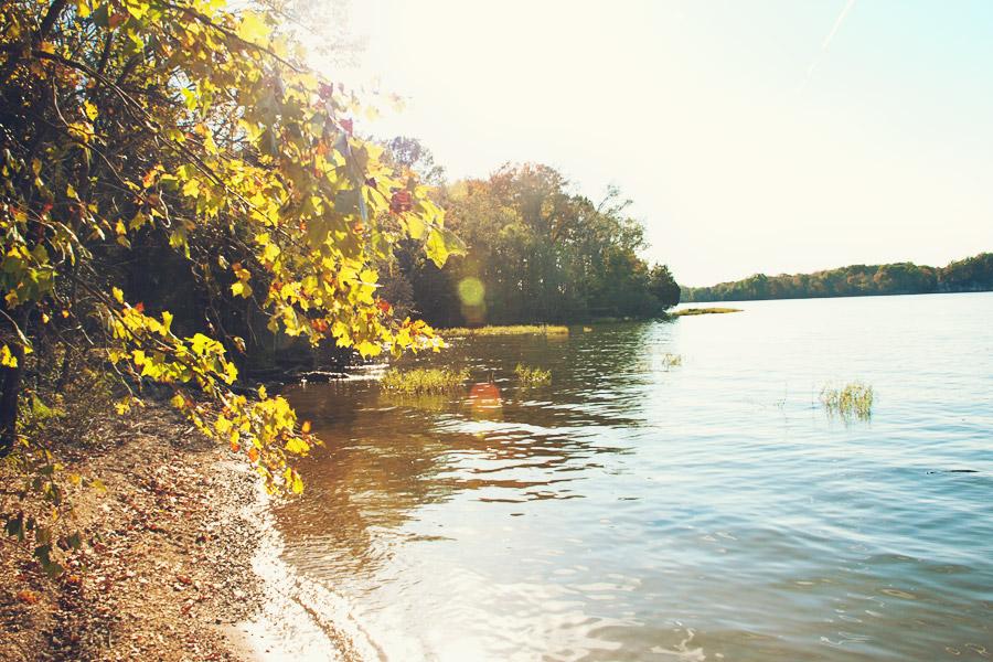 Sunny lake shoreline with bright yellow leaves and calm water reflecting light.