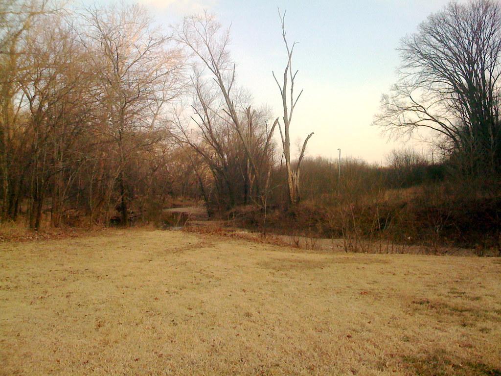 A dry grassy field leads to a dense, bare forest under an overcast sky.