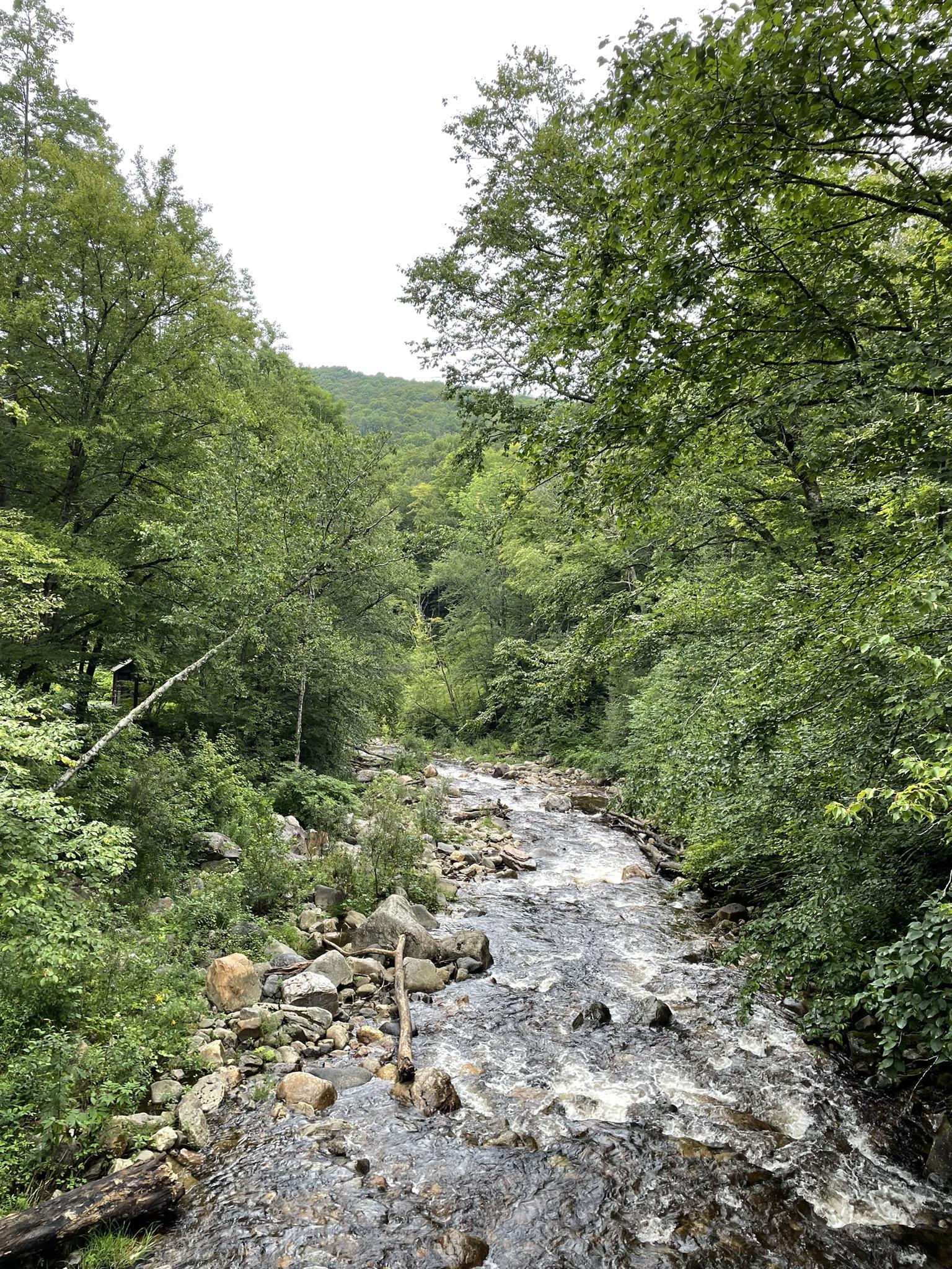 A rocky river flows through a lush green forest under an overcast sky.