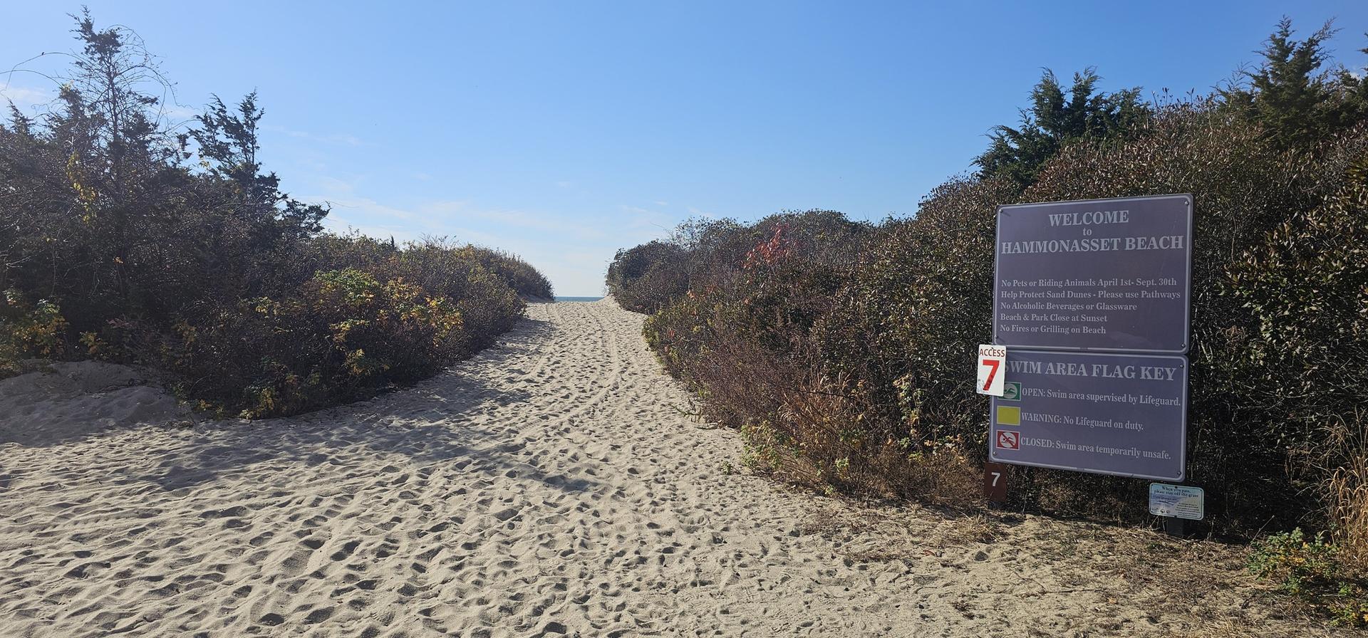 Sandy path through coastal vegetation leading to a bright beach.
