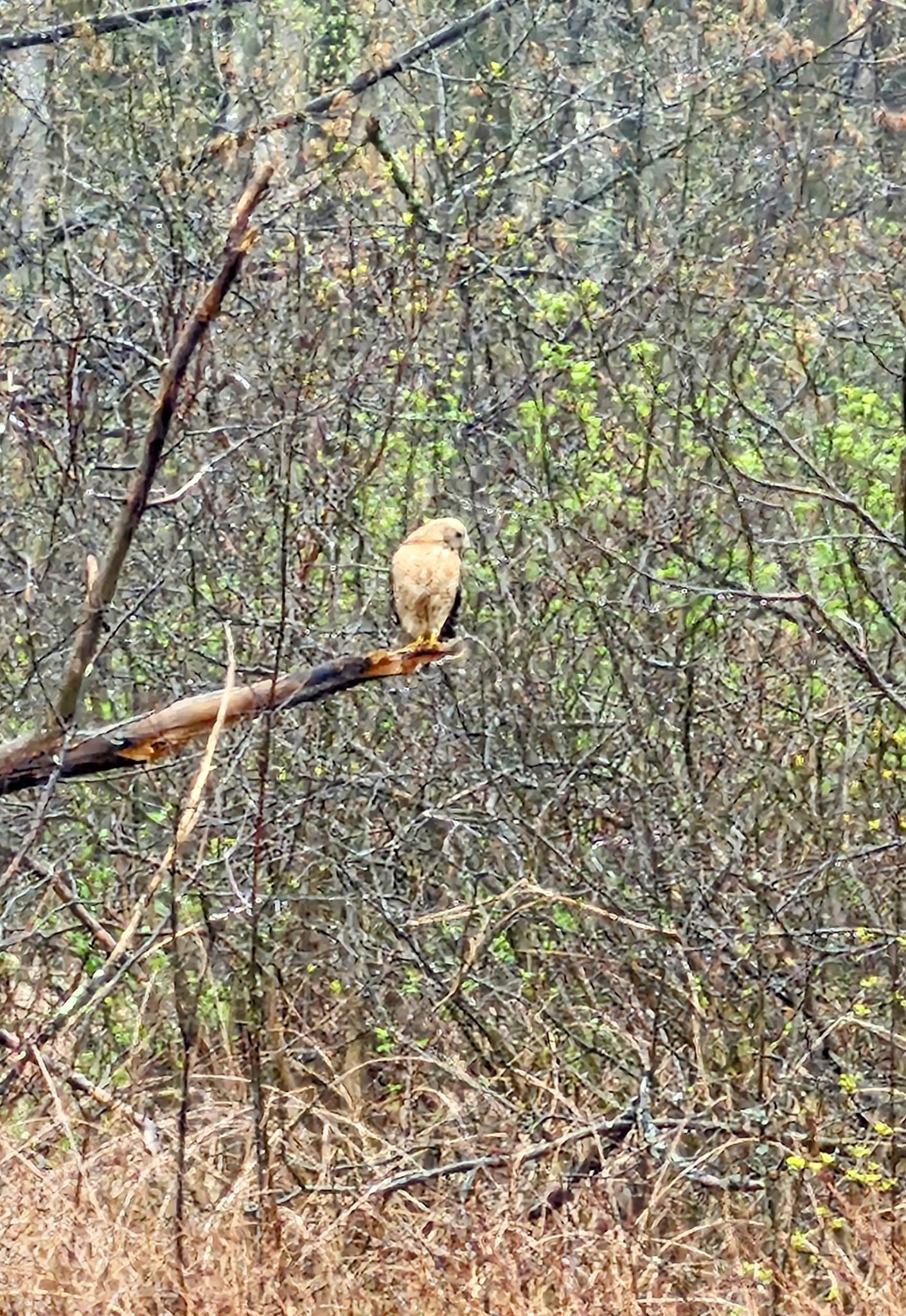 Light-colored bird perched on a bare branch in a dense, muted forest.
