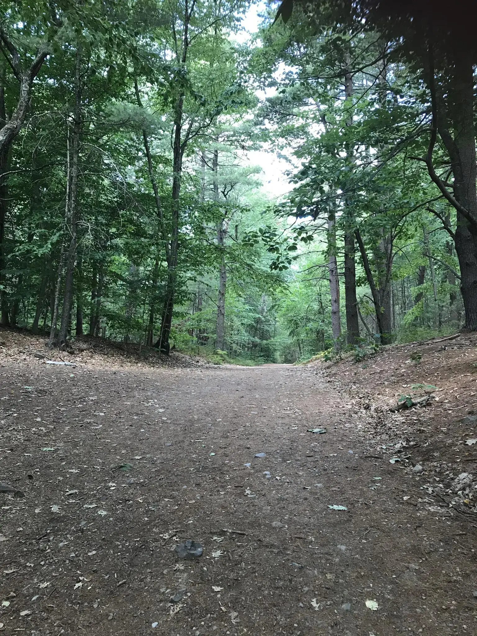A shaded dirt path winds through a dense, green forest.