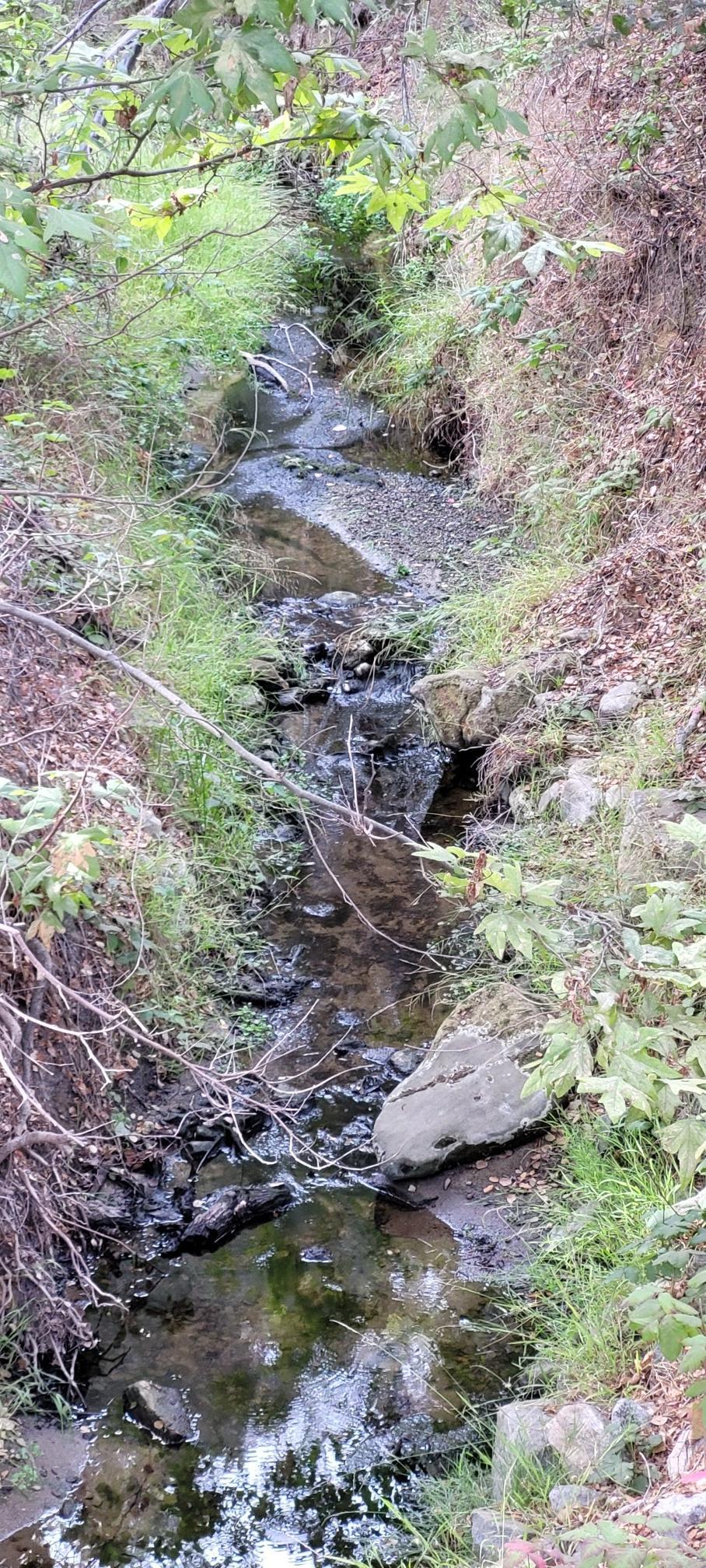 Narrow stream flowing over rocks in a shaded, overgrown gully with green foliage.