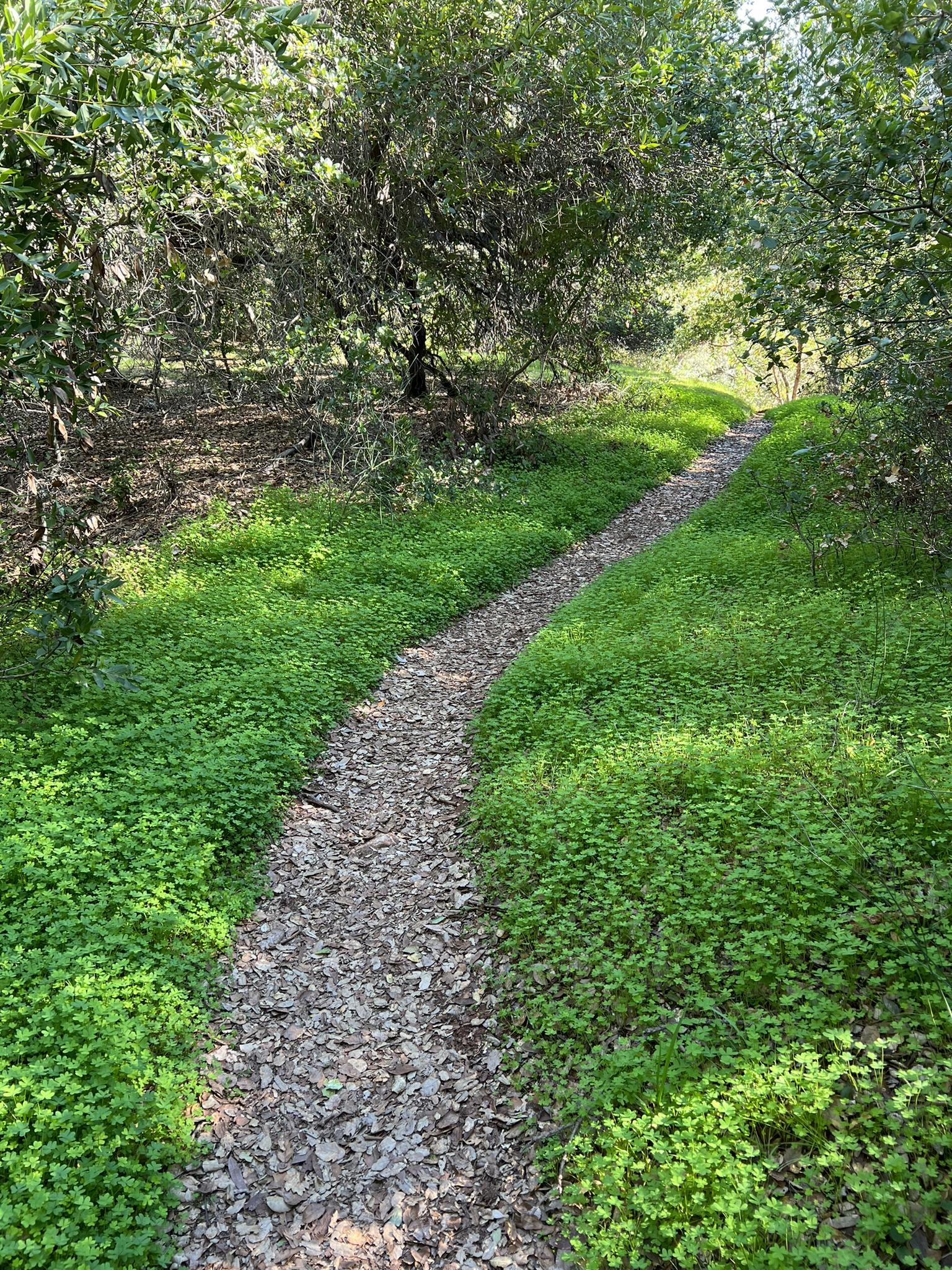 Narrow rocky path winding through lush green ground cover and trees.