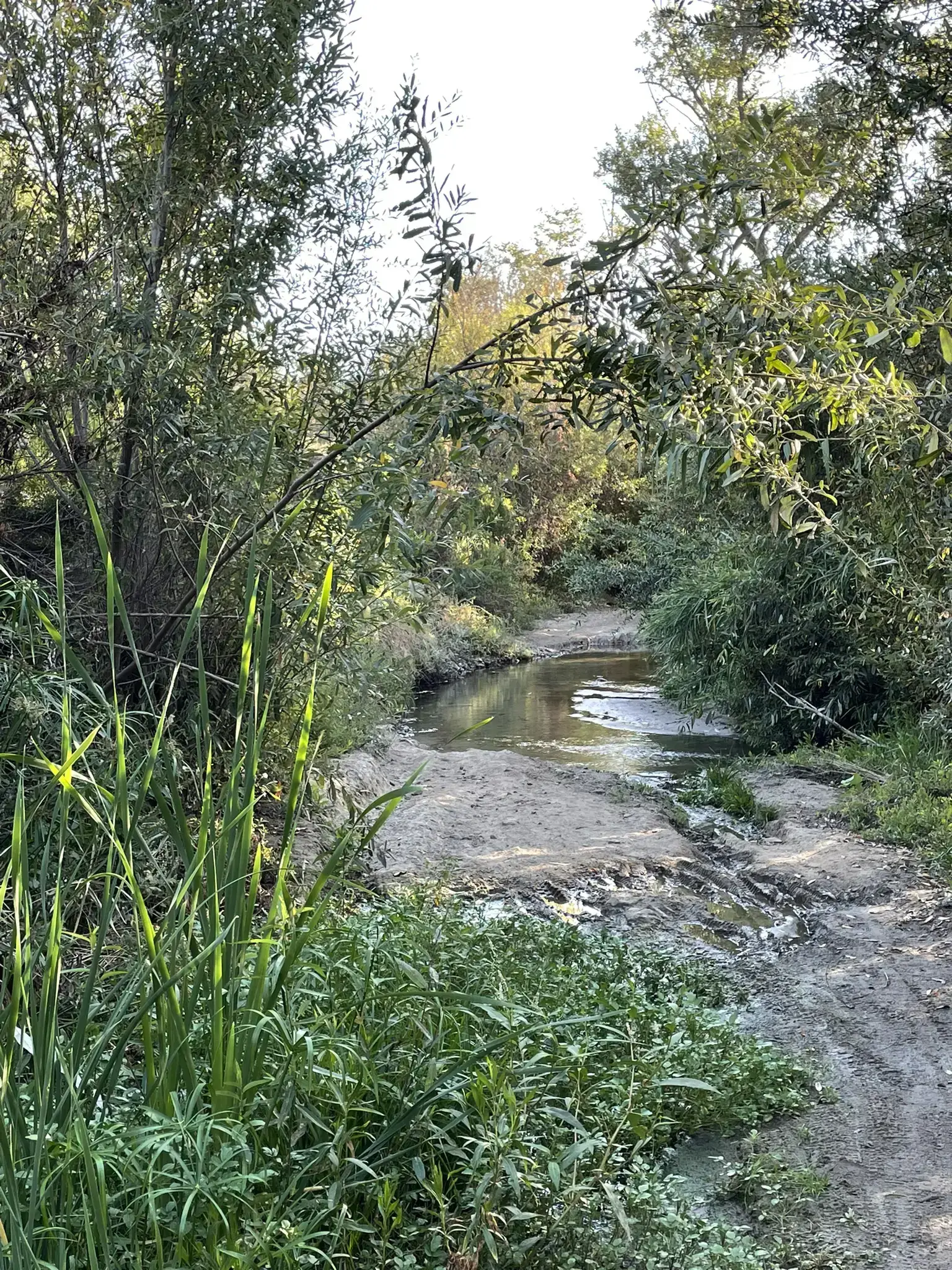 Shaded, muddy stream flowing through dense green foliage on a sunny day.
