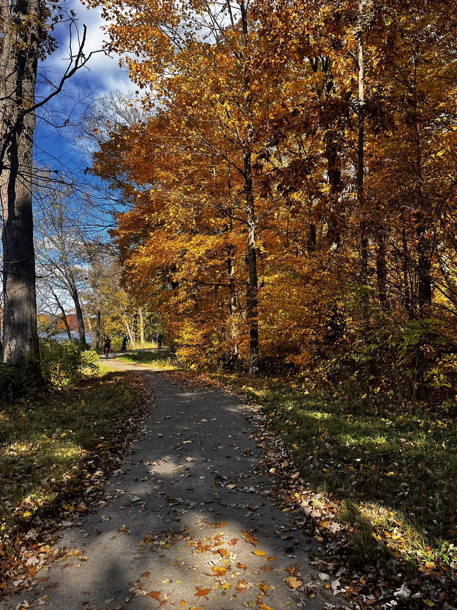Sunny autumn path lined with golden trees, a person walking in distance.