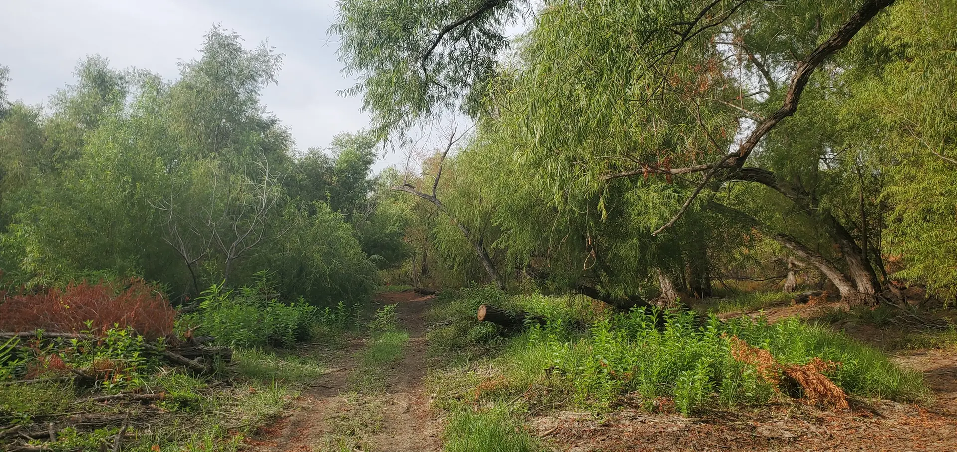 A narrow dirt path through a dense, green, overgrown forest on an overcast day.