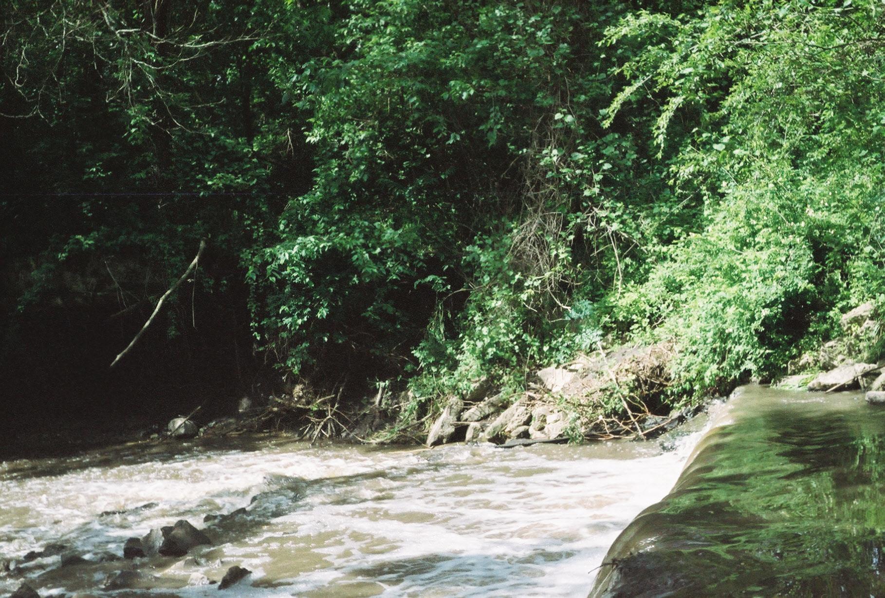 A rushing river flows past dense green trees on a shady bank.