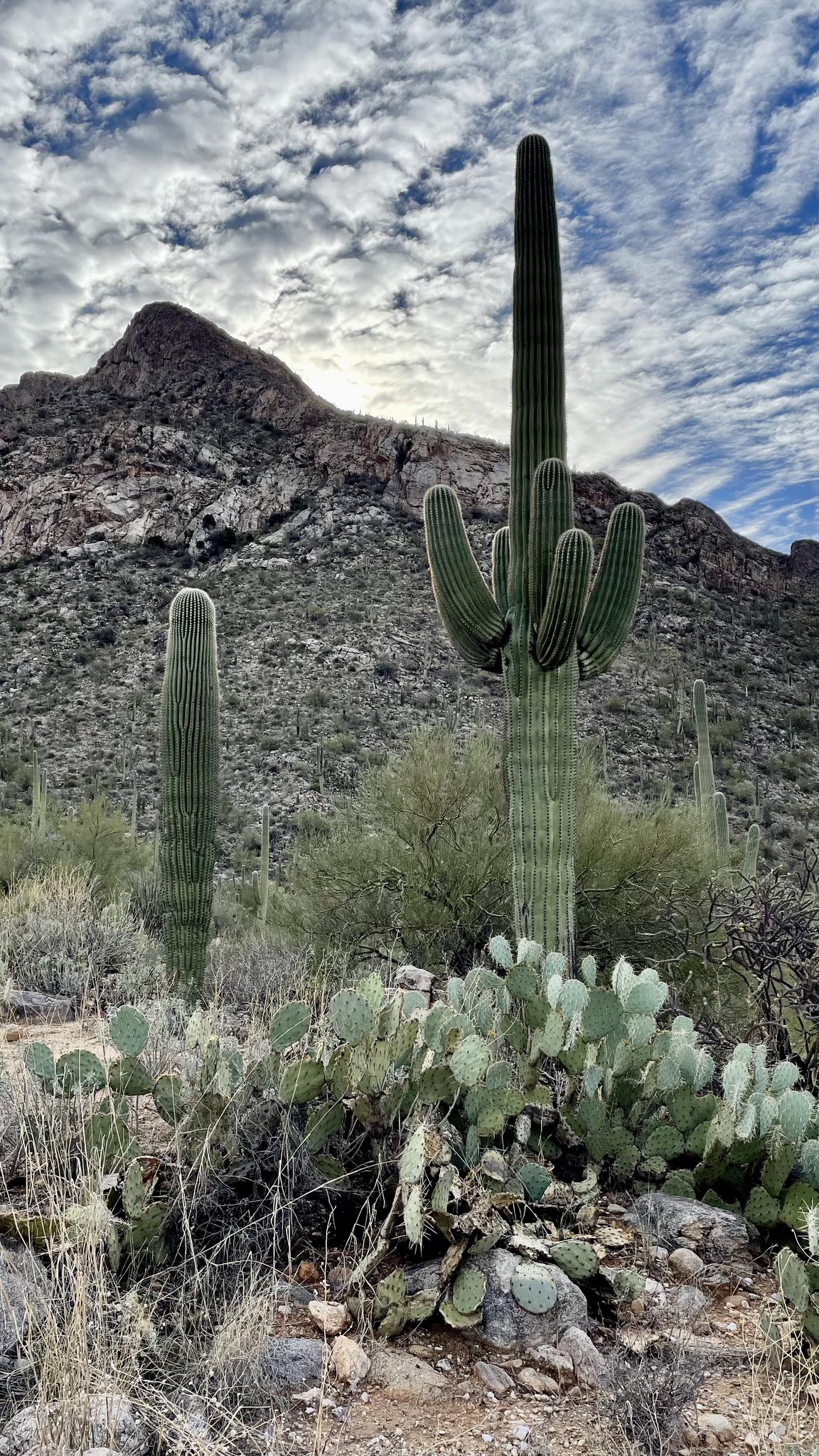 Two saguaro cacti and prickly pear in foreground, rocky mountain behind, cloudy sky.