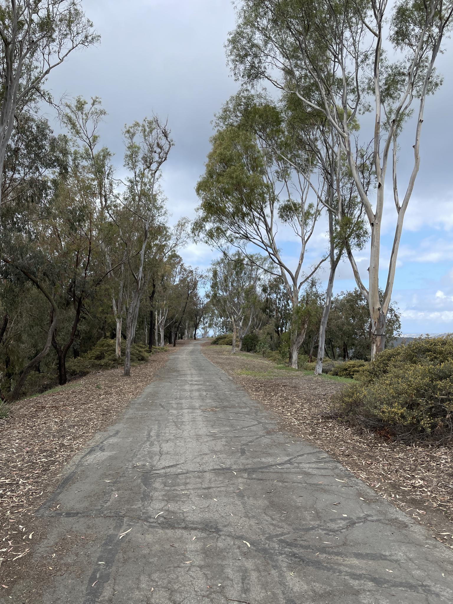 Paved path lined with tall, slender trees under an overcast sky.