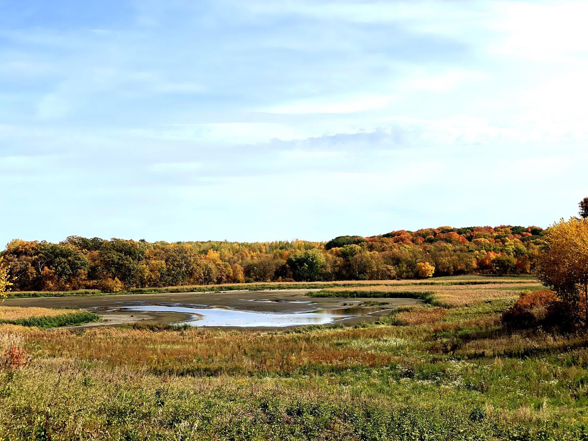 Small pond in a field with autumn trees under a blue sky.