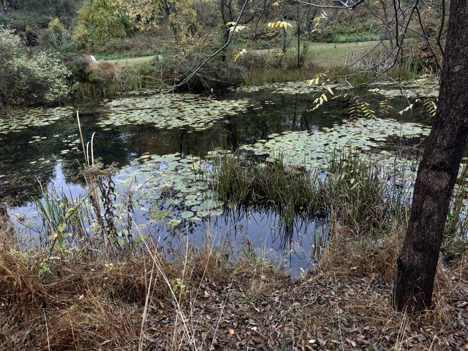 A still pond covered in lily pads and reeds, surrounded by autumn foliage.