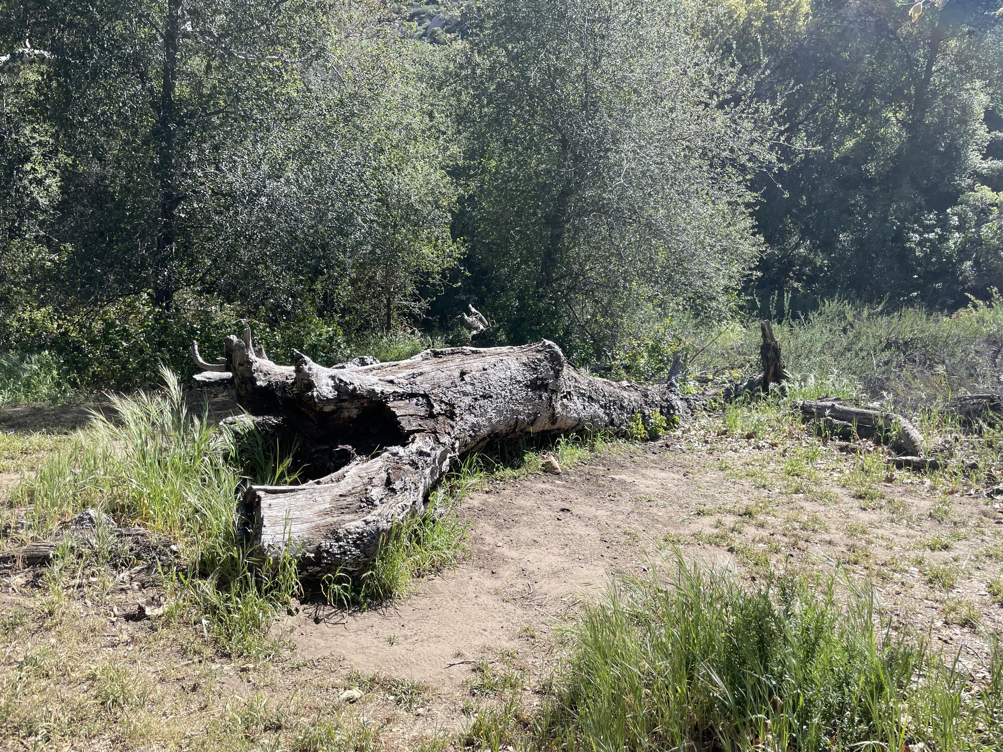 A large fallen log lies on the ground amidst green grass and trees.