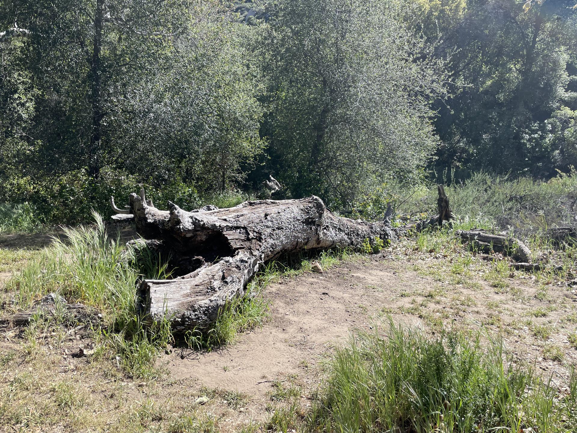 A large fallen log lies on the ground amidst green grass and trees.