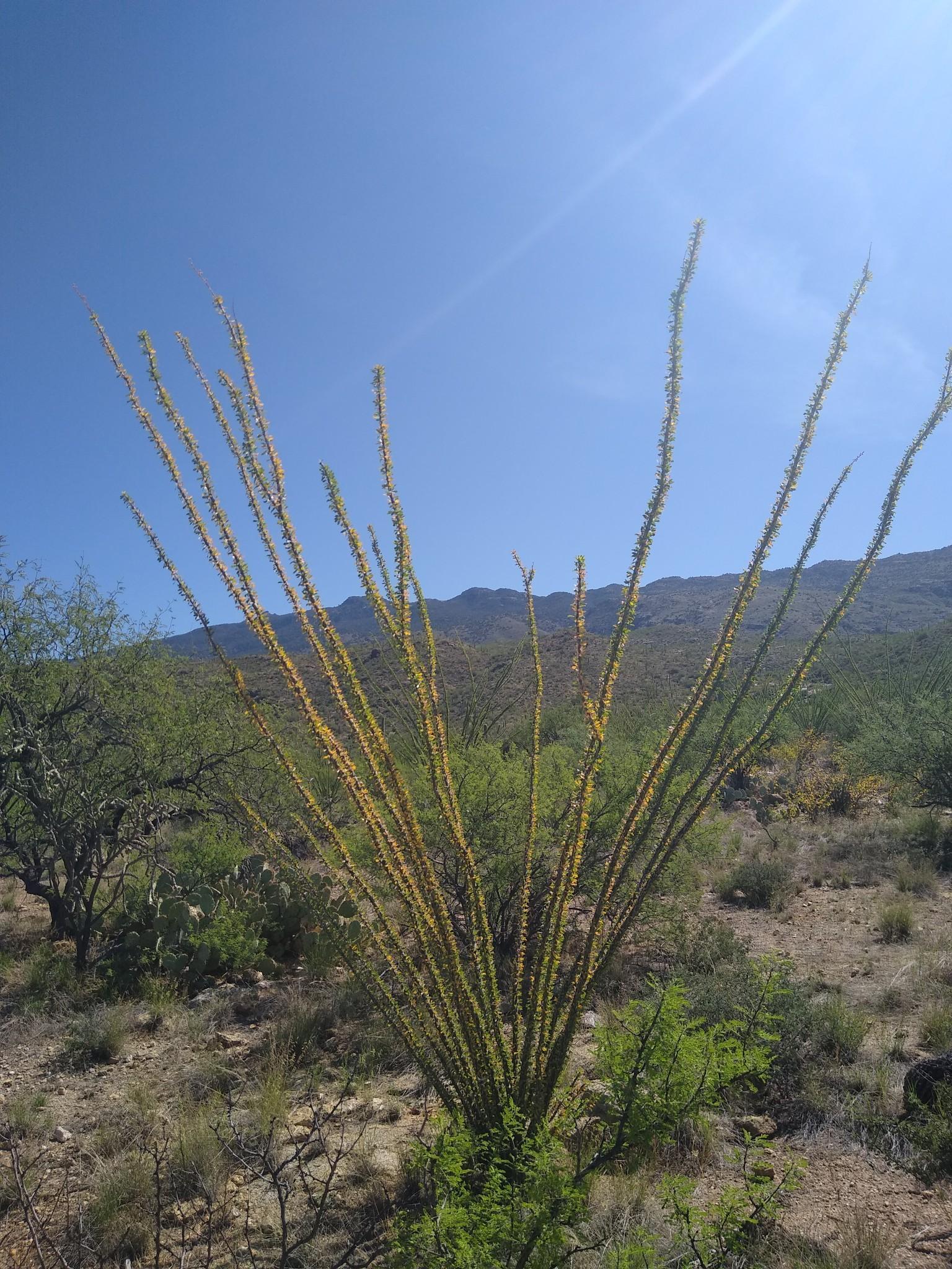 Tall ocotillo plant in desert landscape with mountains under a clear blue sky.