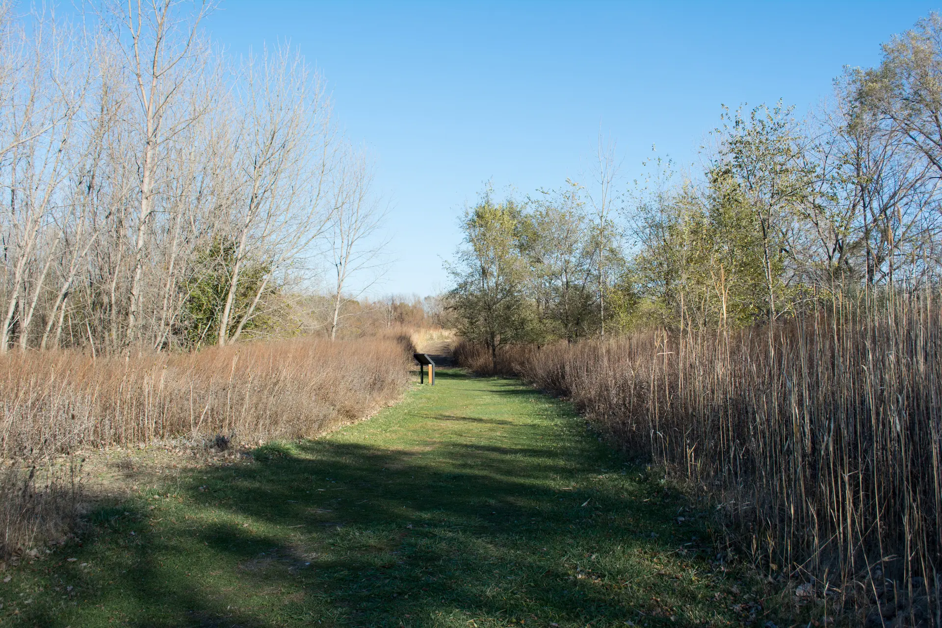 Grassy path through tall dry grass and trees on a sunny day.