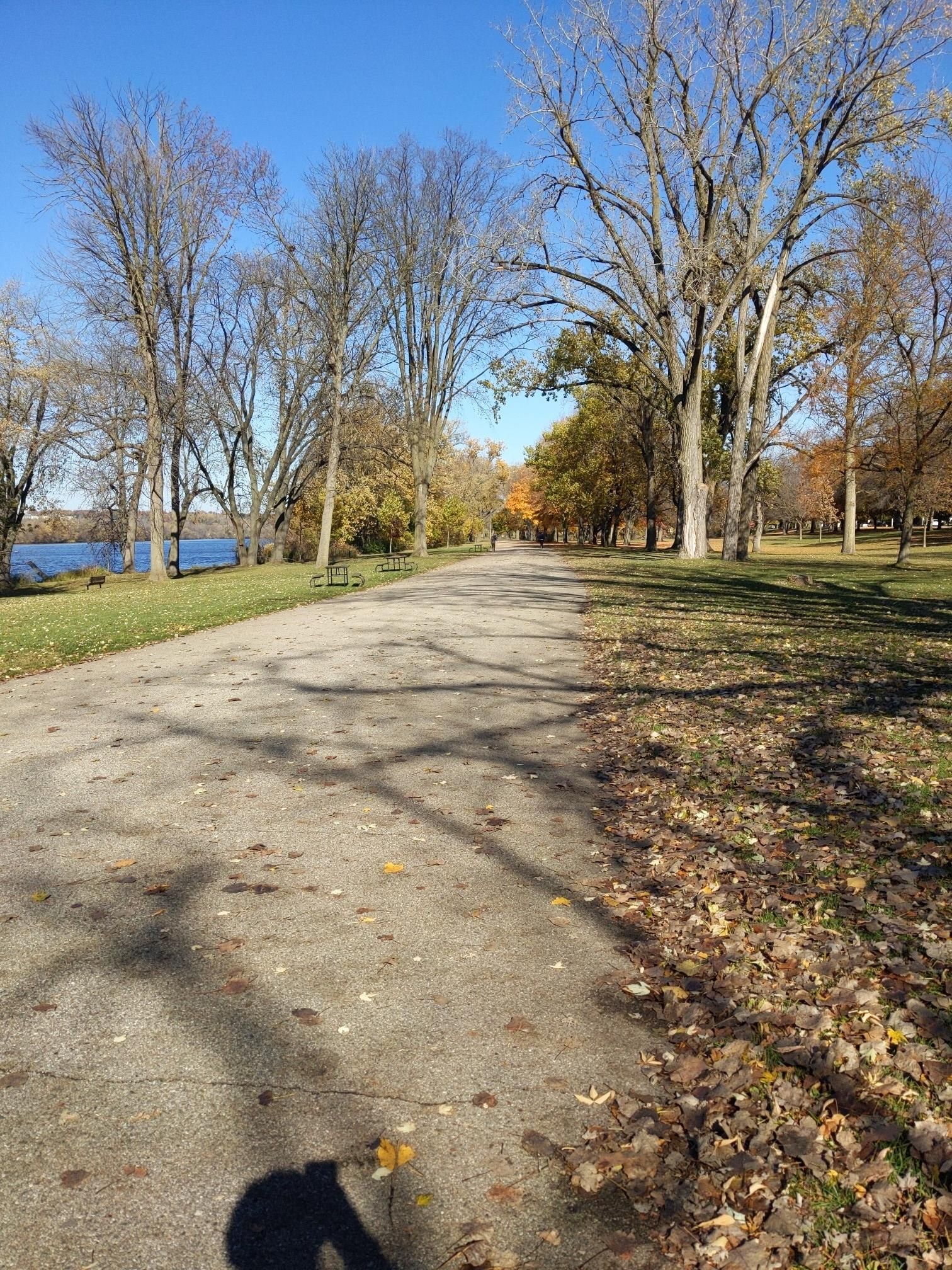 Sunny paved path lined with tall trees, fallen leaves, and a distant lake. - White Pine Trail