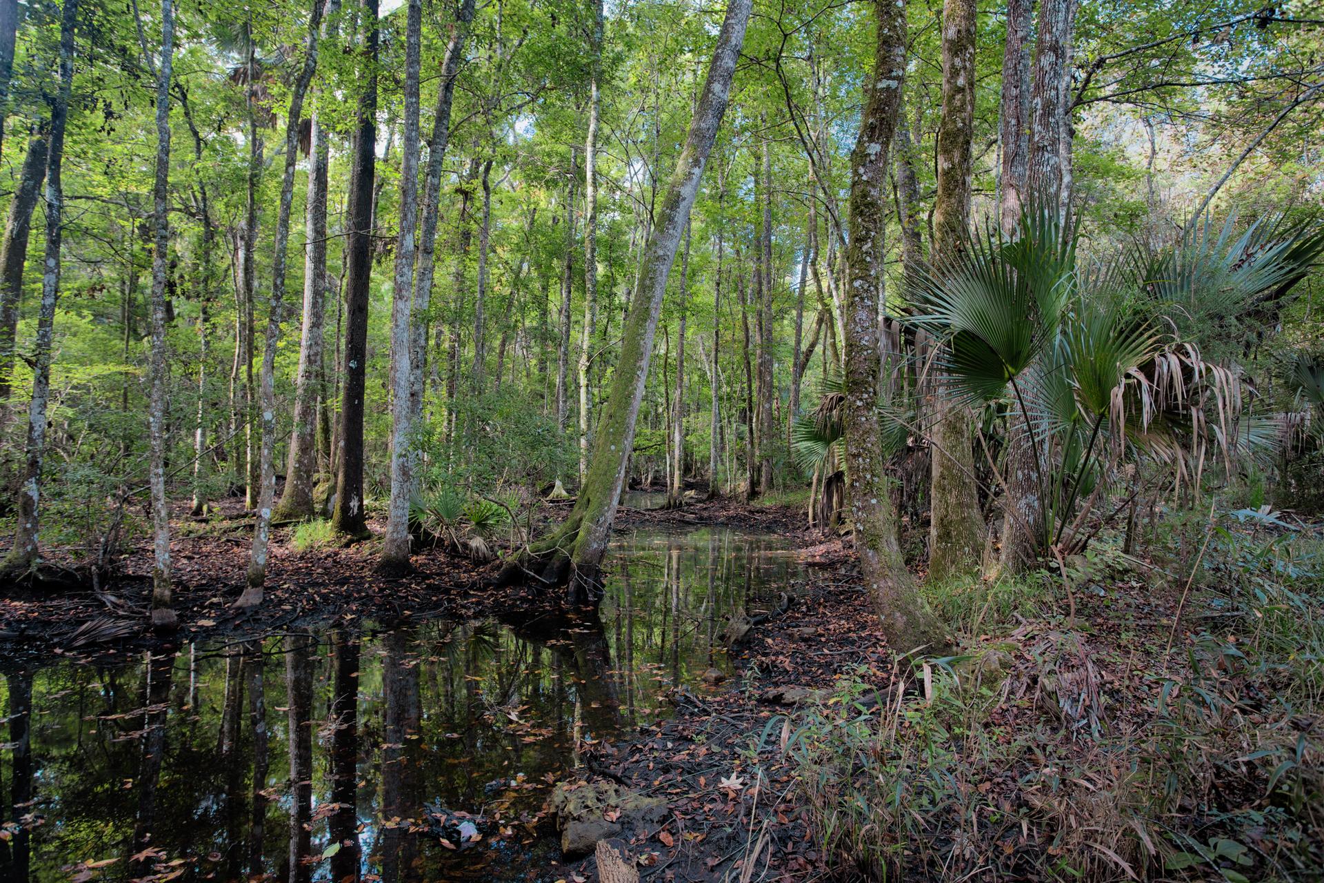 Dense forest wetland with still dark water reflecting tall trees and palms.