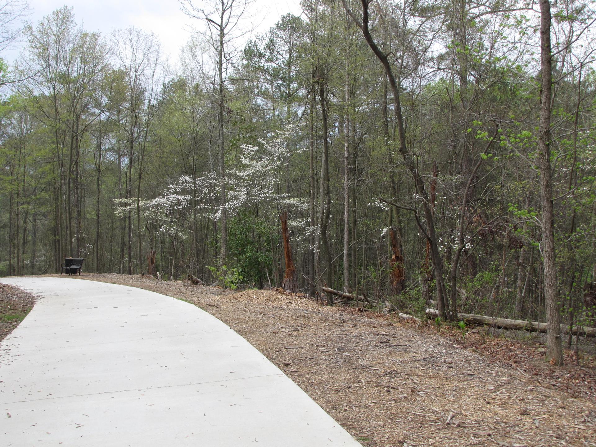 Paved path curves through a dense forest with white blooming trees under overcast sky.