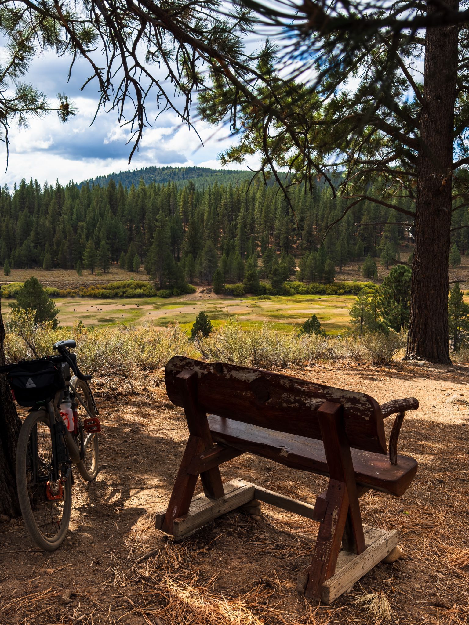 A wooden bench and bicycle under pine trees overlooking a sunny meadow. - Twisted Metal – Hobart Mill Picnic Area loop from Hobart Mills