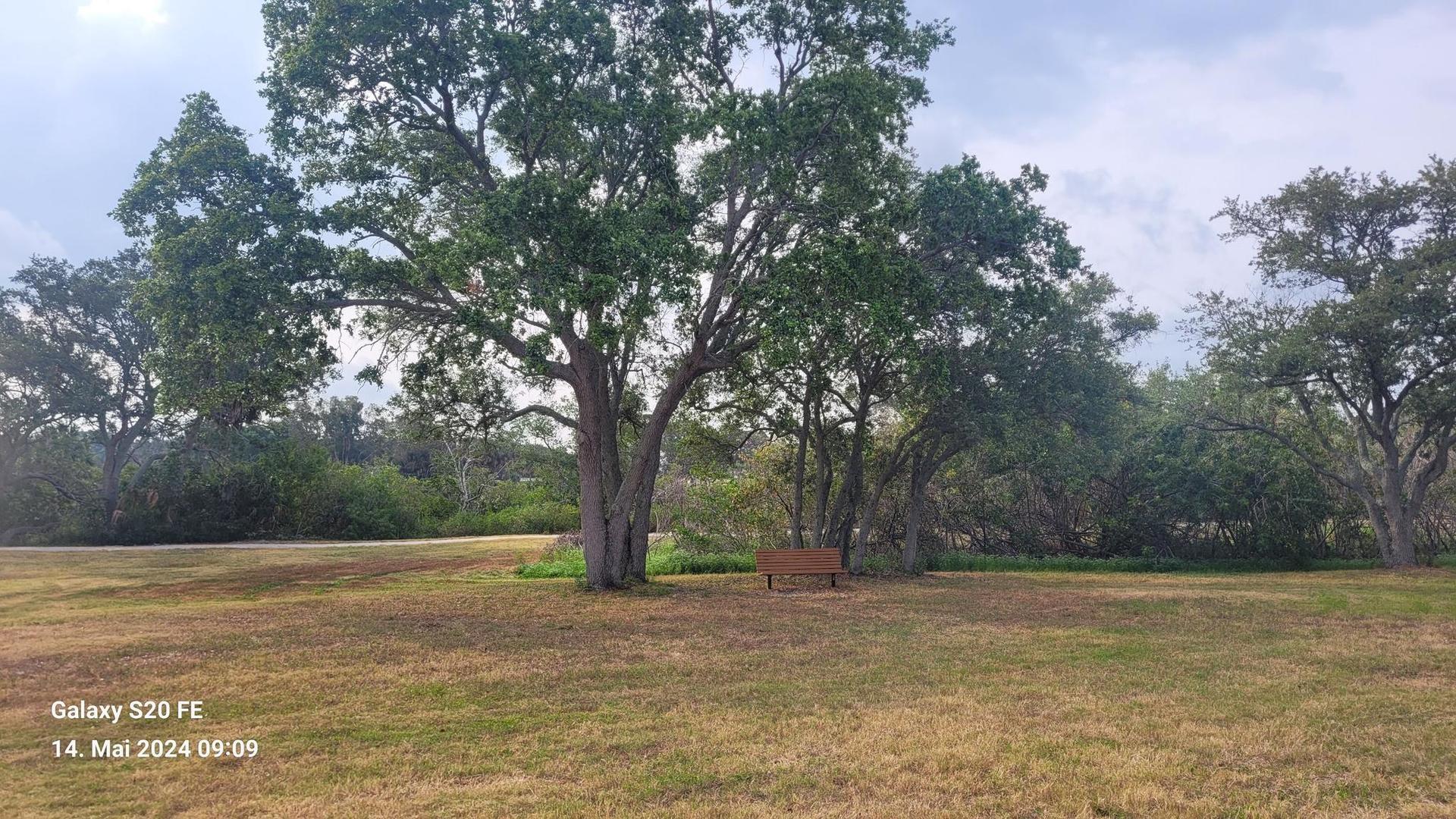 A large tree stands in a grassy field with a wooden bench.