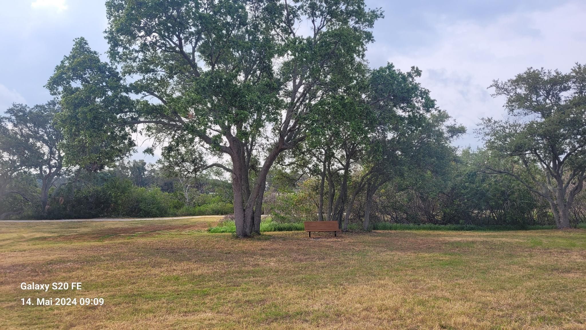 A large tree stands in a grassy field with a wooden bench. - Pinellas Trail