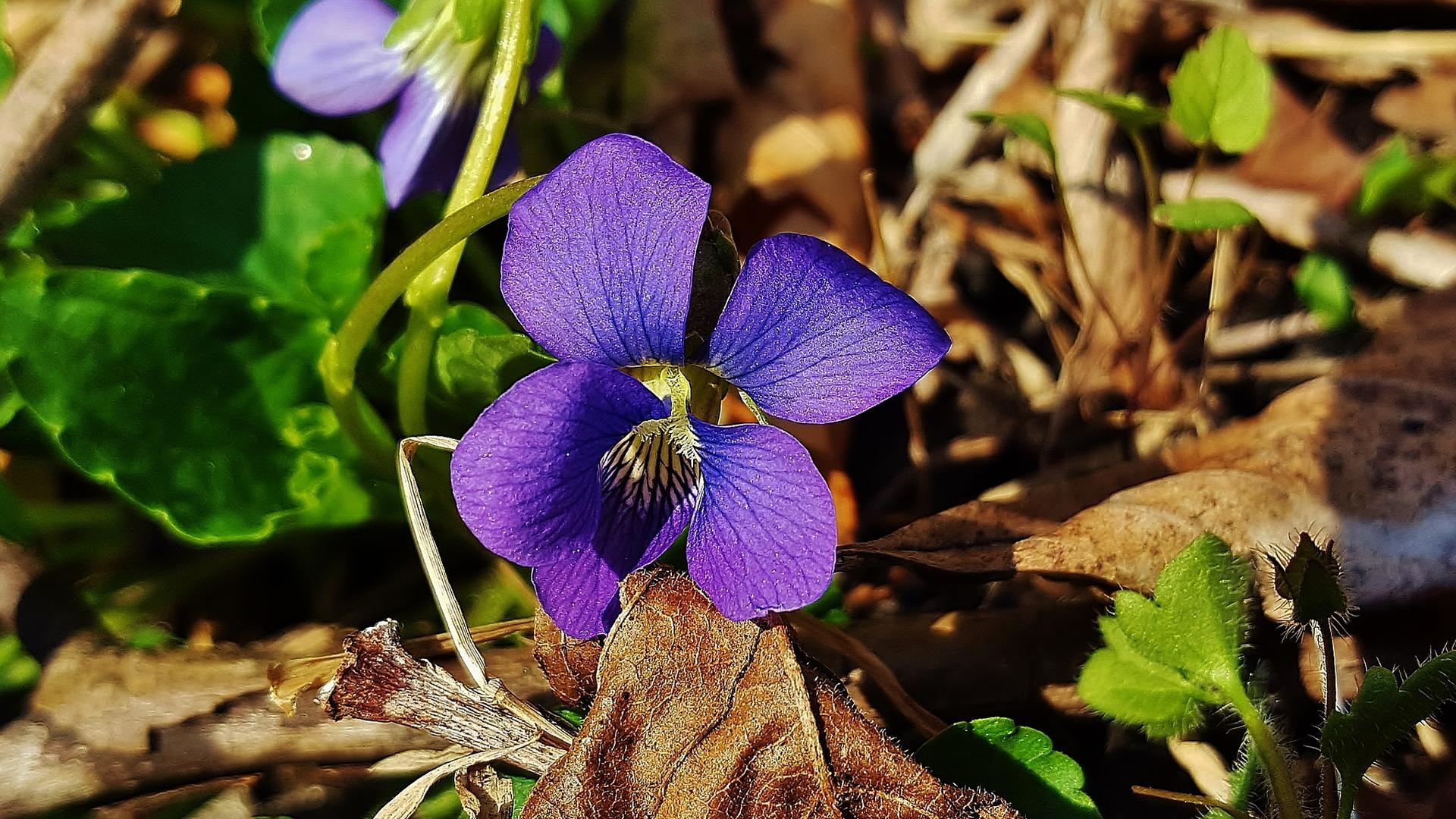 Close-up of a vibrant purple flower on a forest floor with dried leaves.