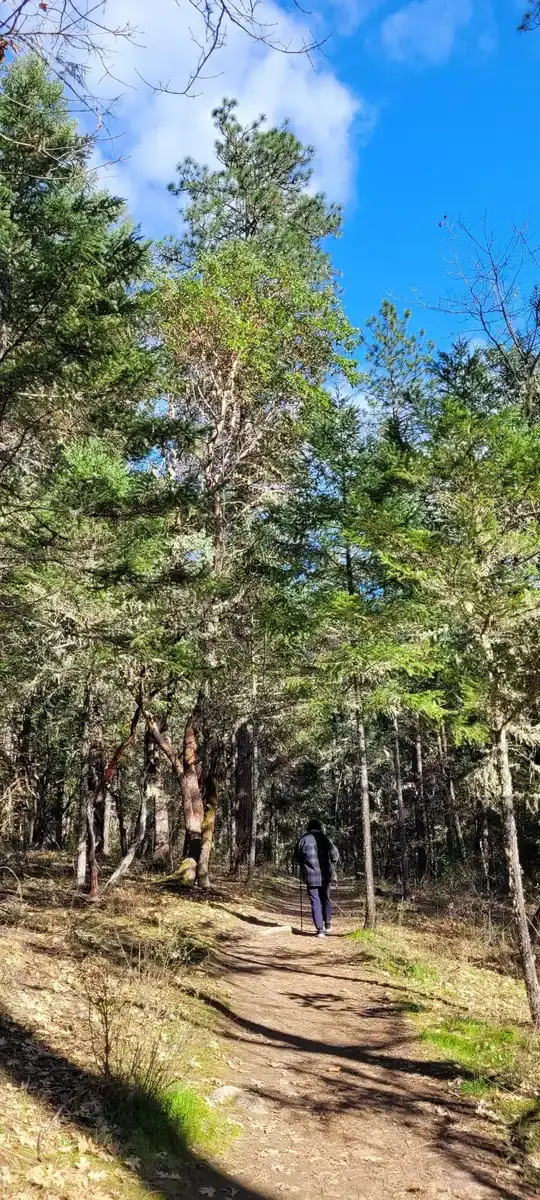 A person hikes on a dirt path through tall pine trees under a blue sky.