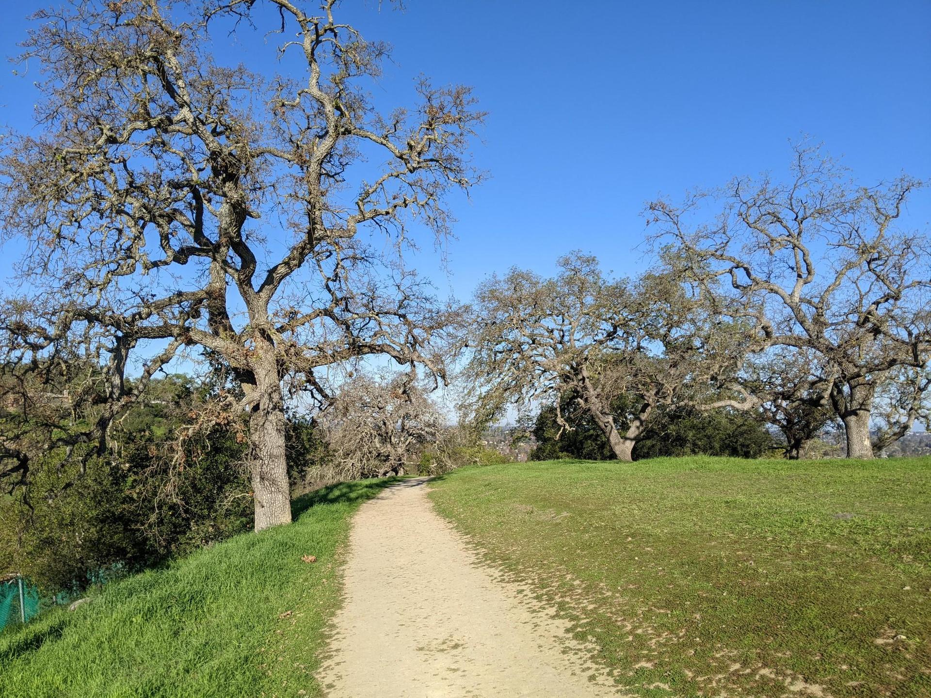 A dirt path winds through a sunny, grassy area with large gnarled trees.