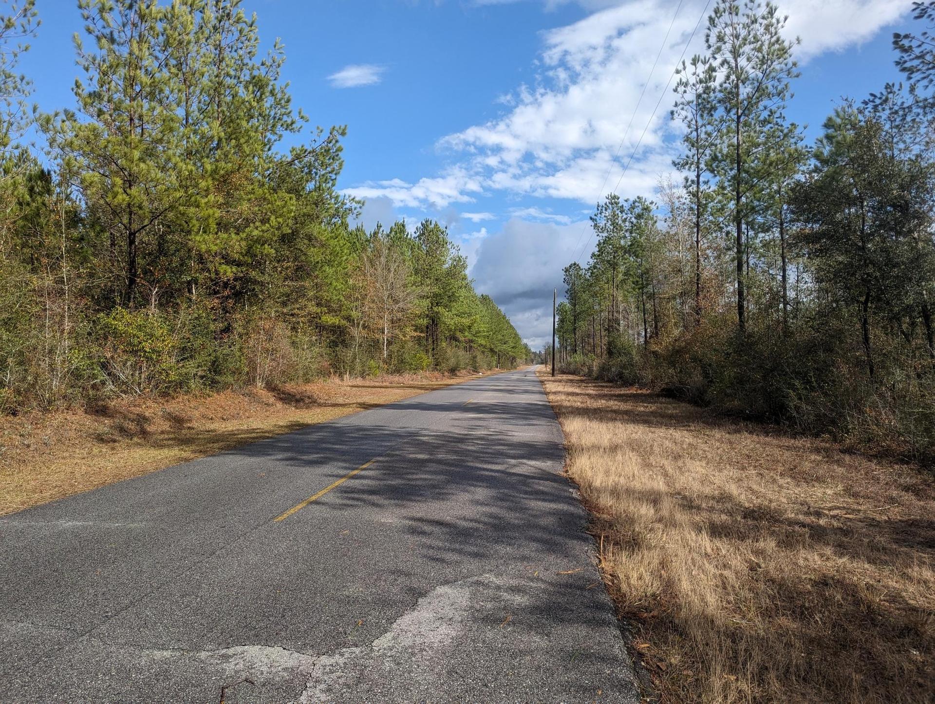 Paved road through pine forest and dry grass under a bright, cloudy sky.