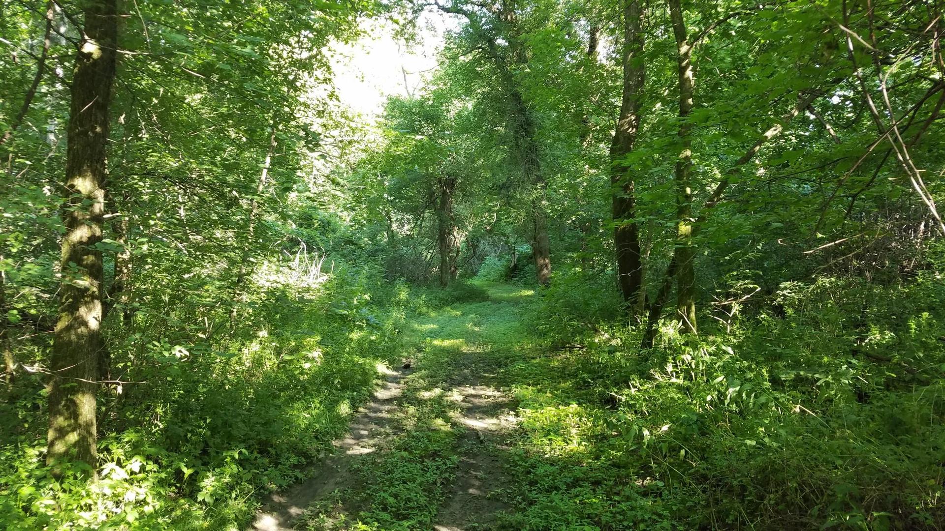 Shady dirt path winding through a dense, sun-dappled forest.