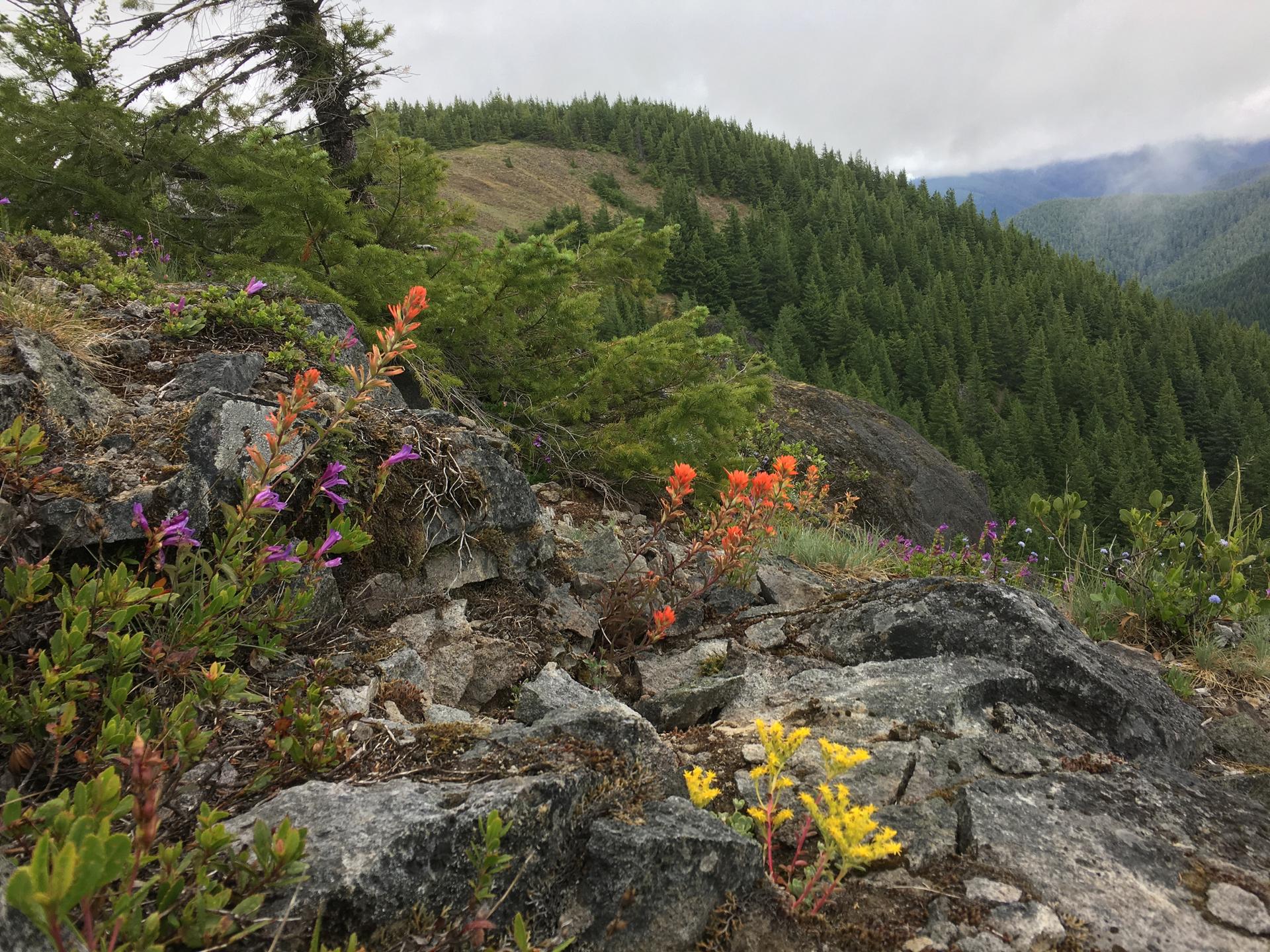 Colorful wildflowers grow on a rocky mountain slope overlooking a dense forest.