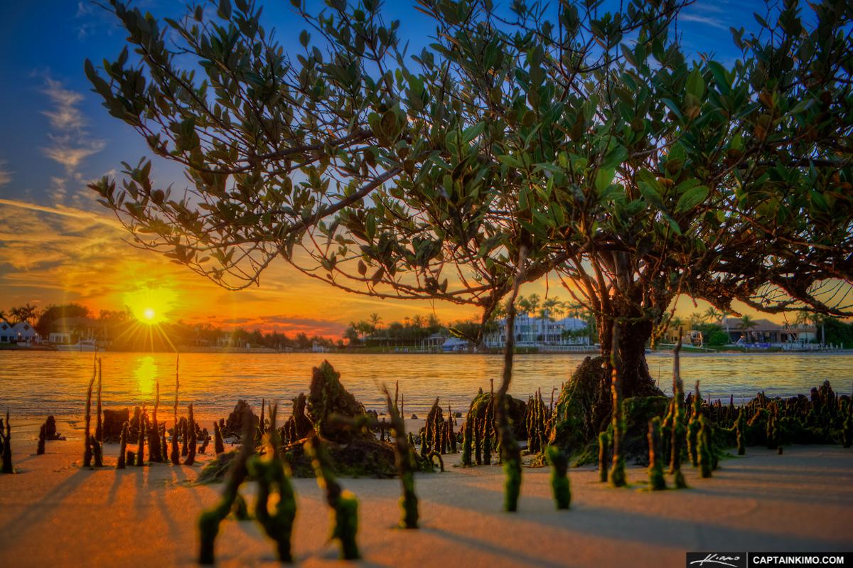 Vibrant sunset illuminates a tree with exposed roots by calm water.
