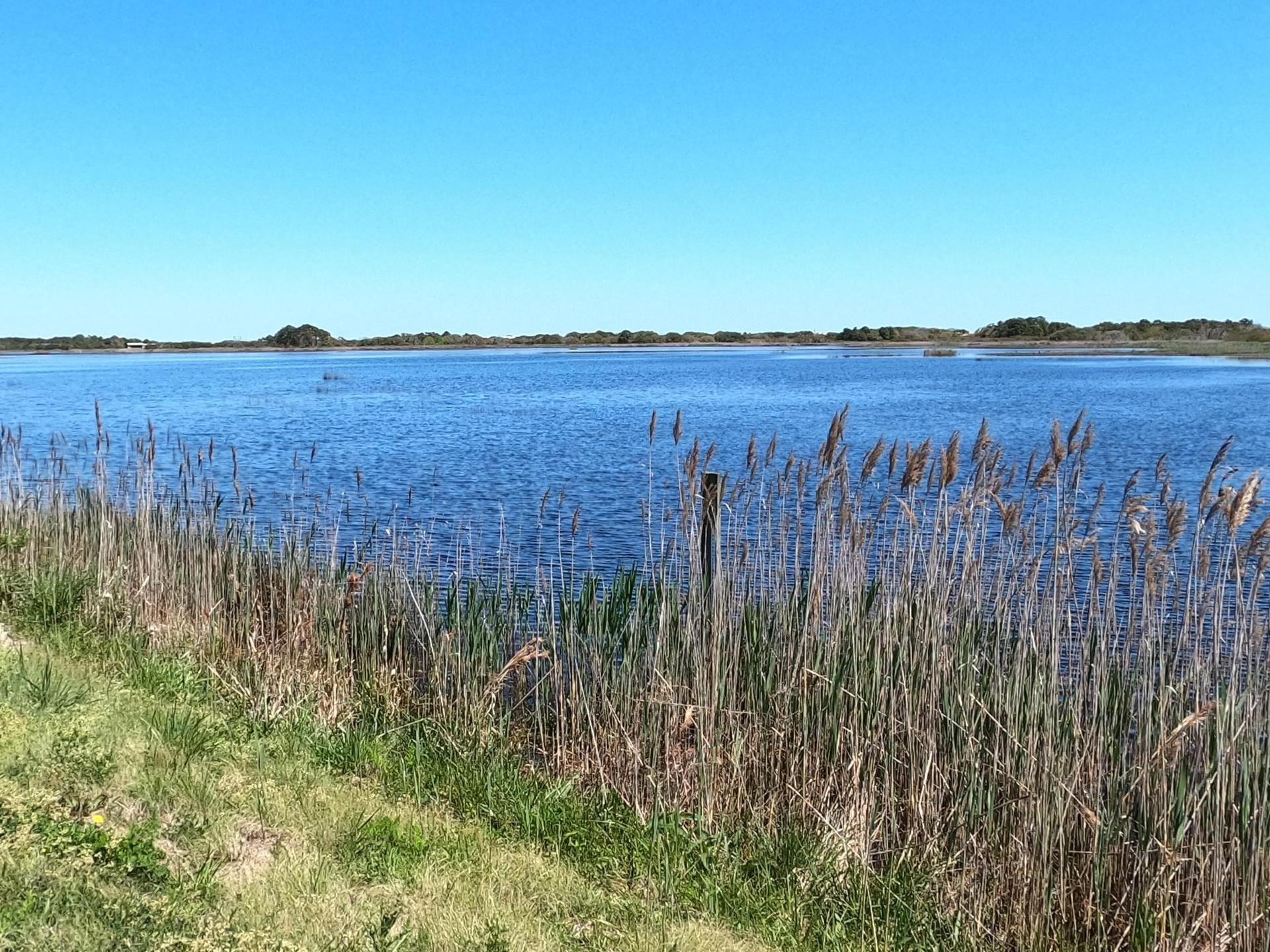 Wide blue water with tall reeds in the foreground under a clear sky.