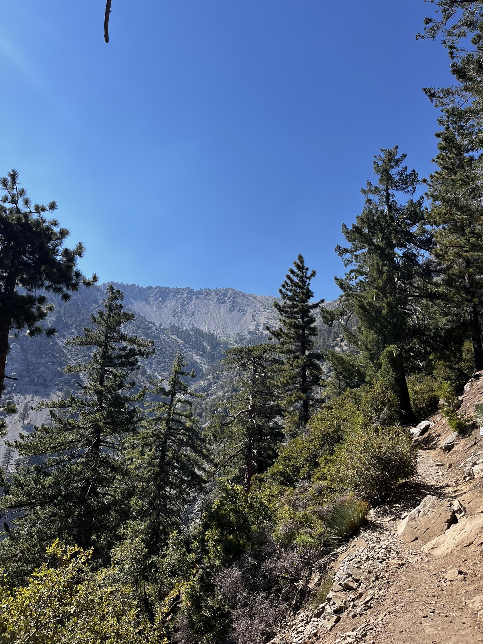 Pine trees on a steep mountain slope with a rocky peak in the distance.