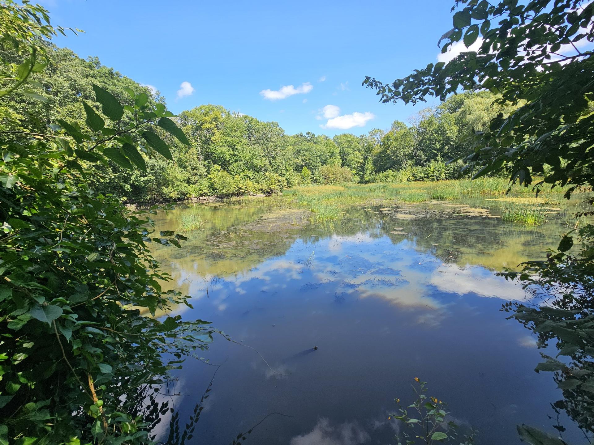 Sunny pond reflecting blue sky and clouds, surrounded by lush green trees.