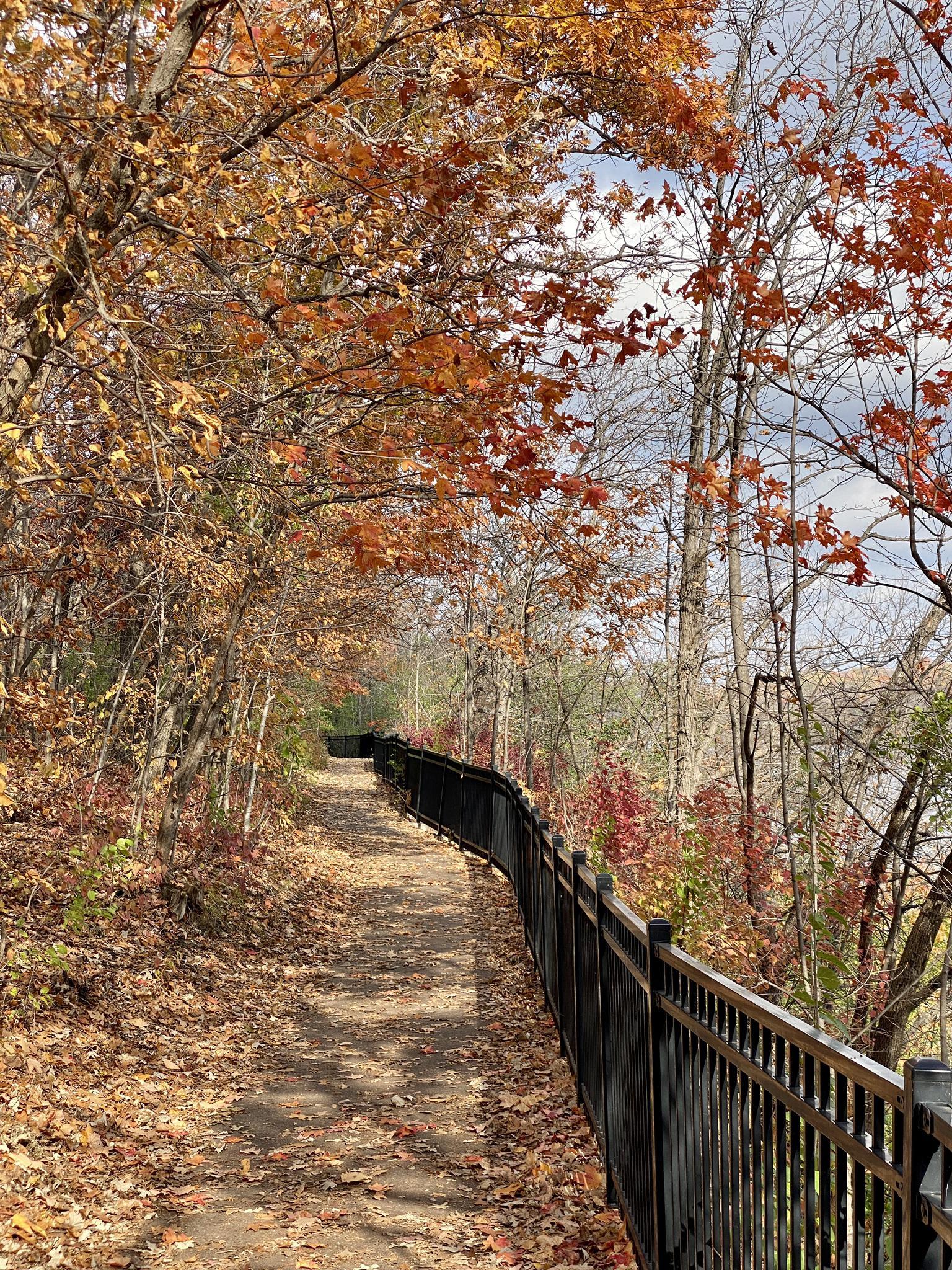 Leaf-covered path with a dark fence winding through colorful autumn woods.