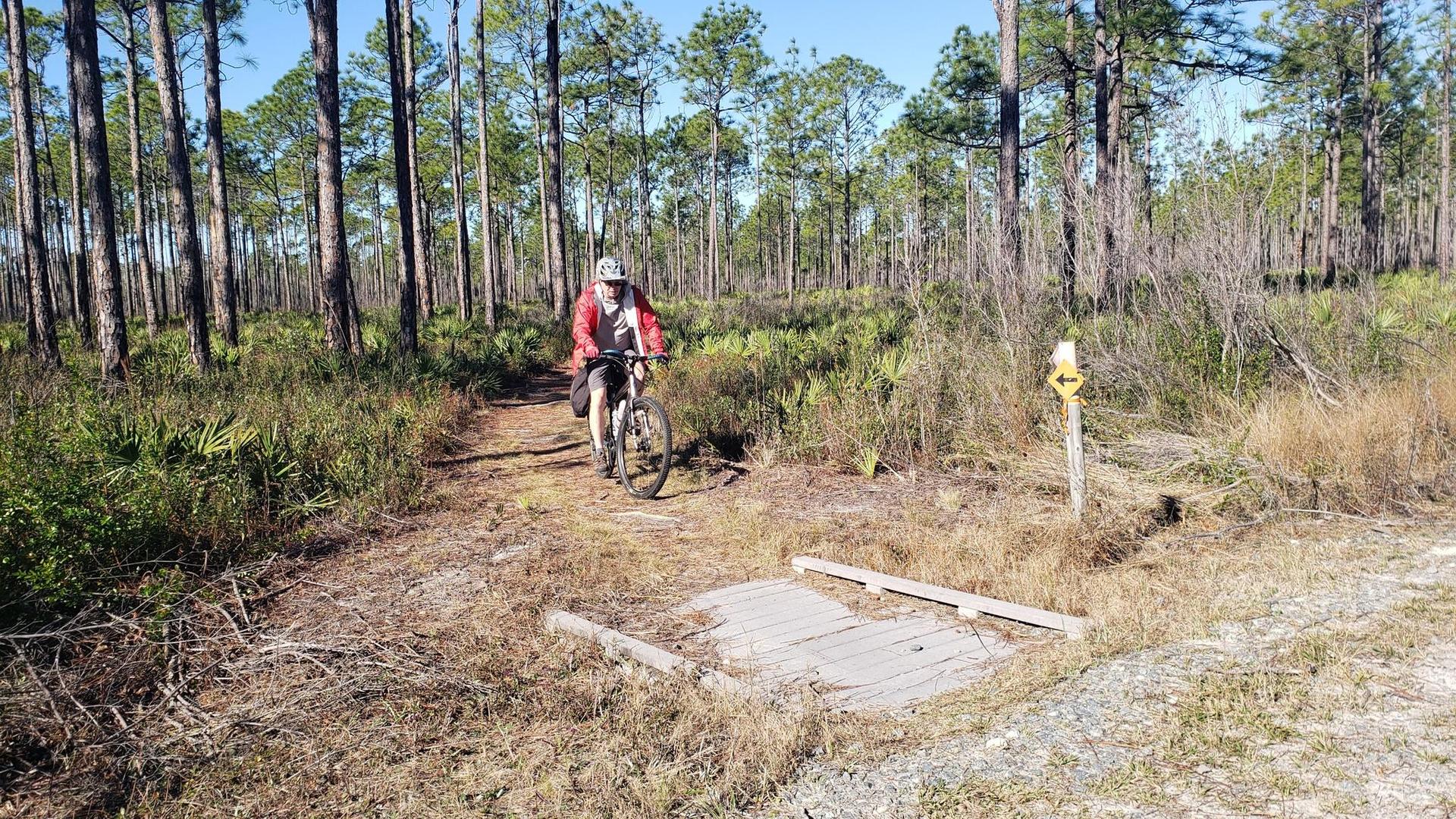 Cyclist on a sunny dirt path through a pine forest with a small bridge.