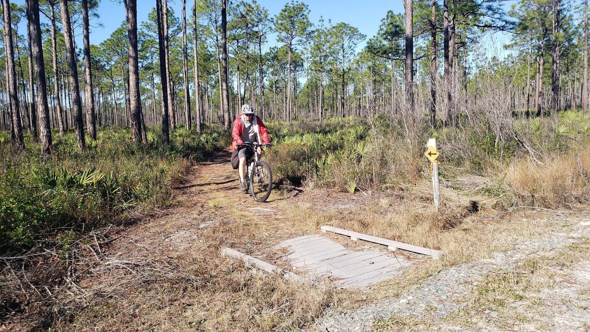 Cyclist on a sunny dirt path through a pine forest with a small bridge. - Eastern Lake Trail loop