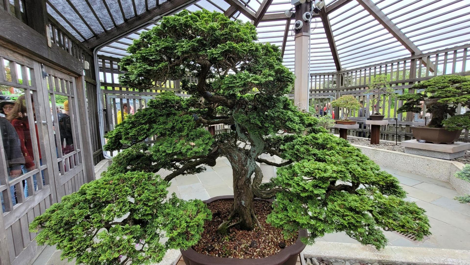 A large, intricately shaped bonsai tree in a pot inside a greenhouse.