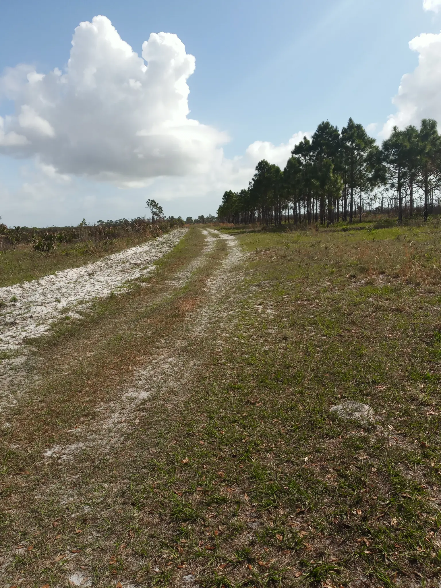 A dirt path through a grassy field, lined by pine trees under a sunny sky.
