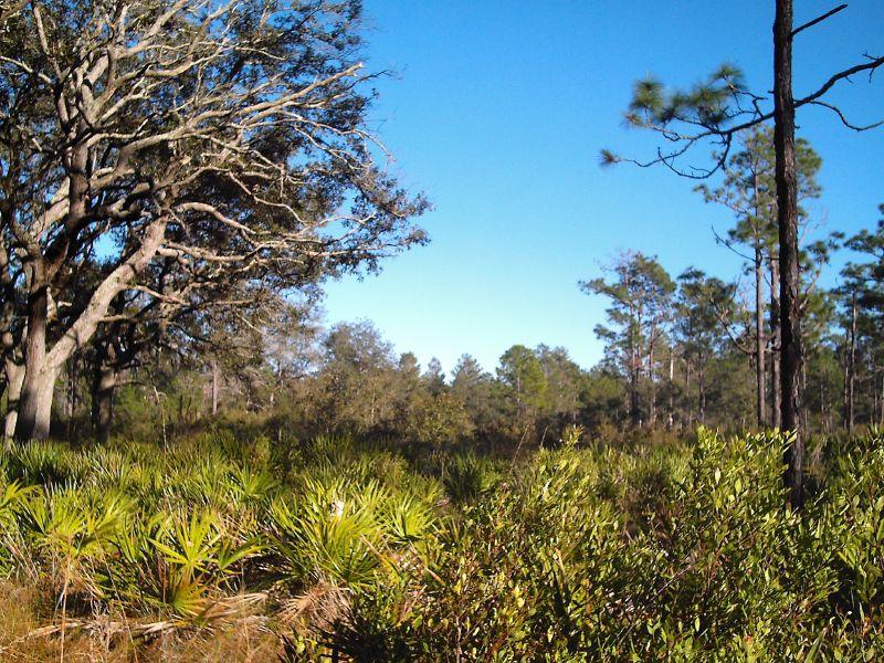 Sunny woodland scene with dense green undergrowth and tall trees.