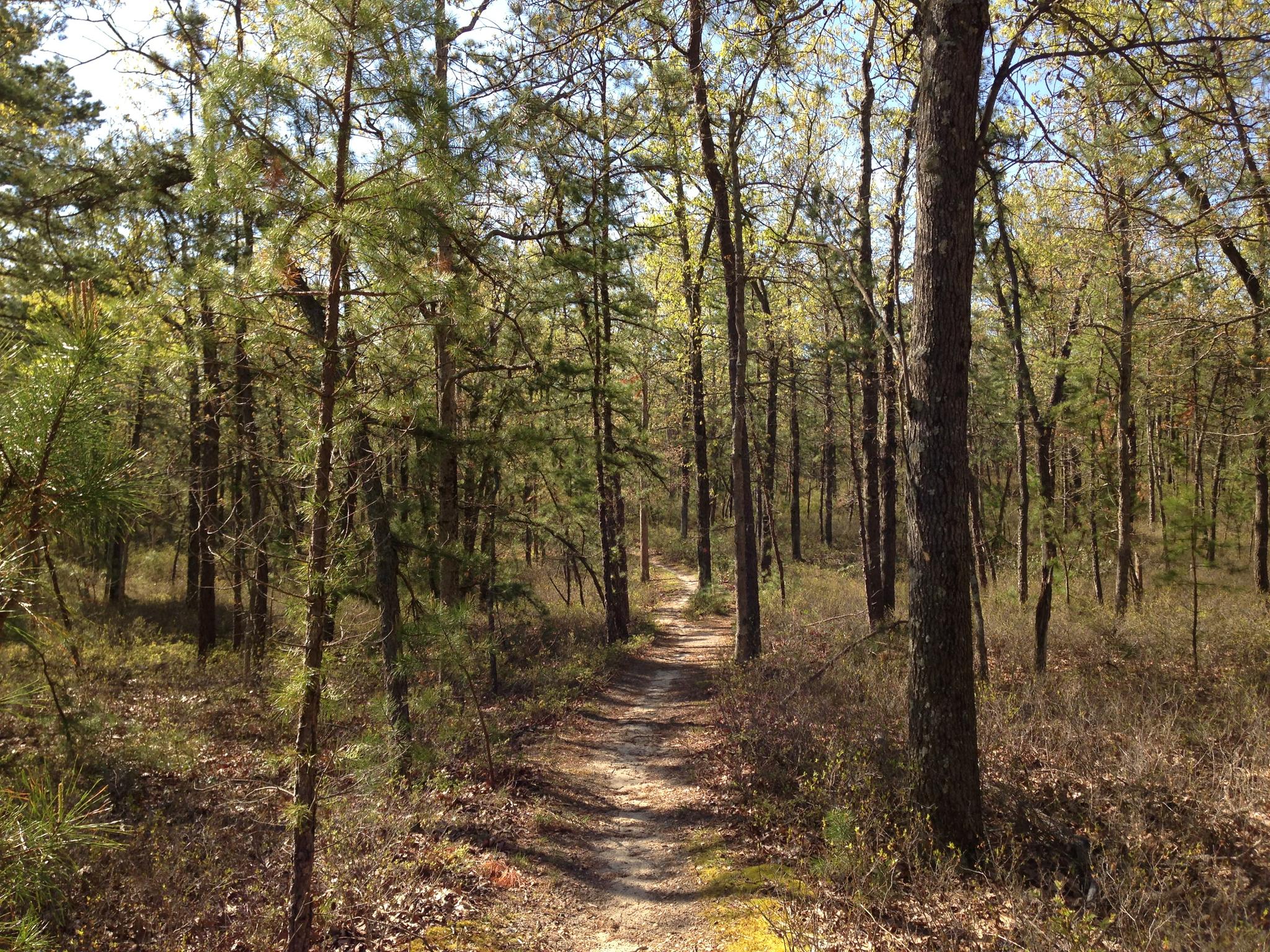 A sunlit dirt path winds through a dense pine and deciduous forest.
