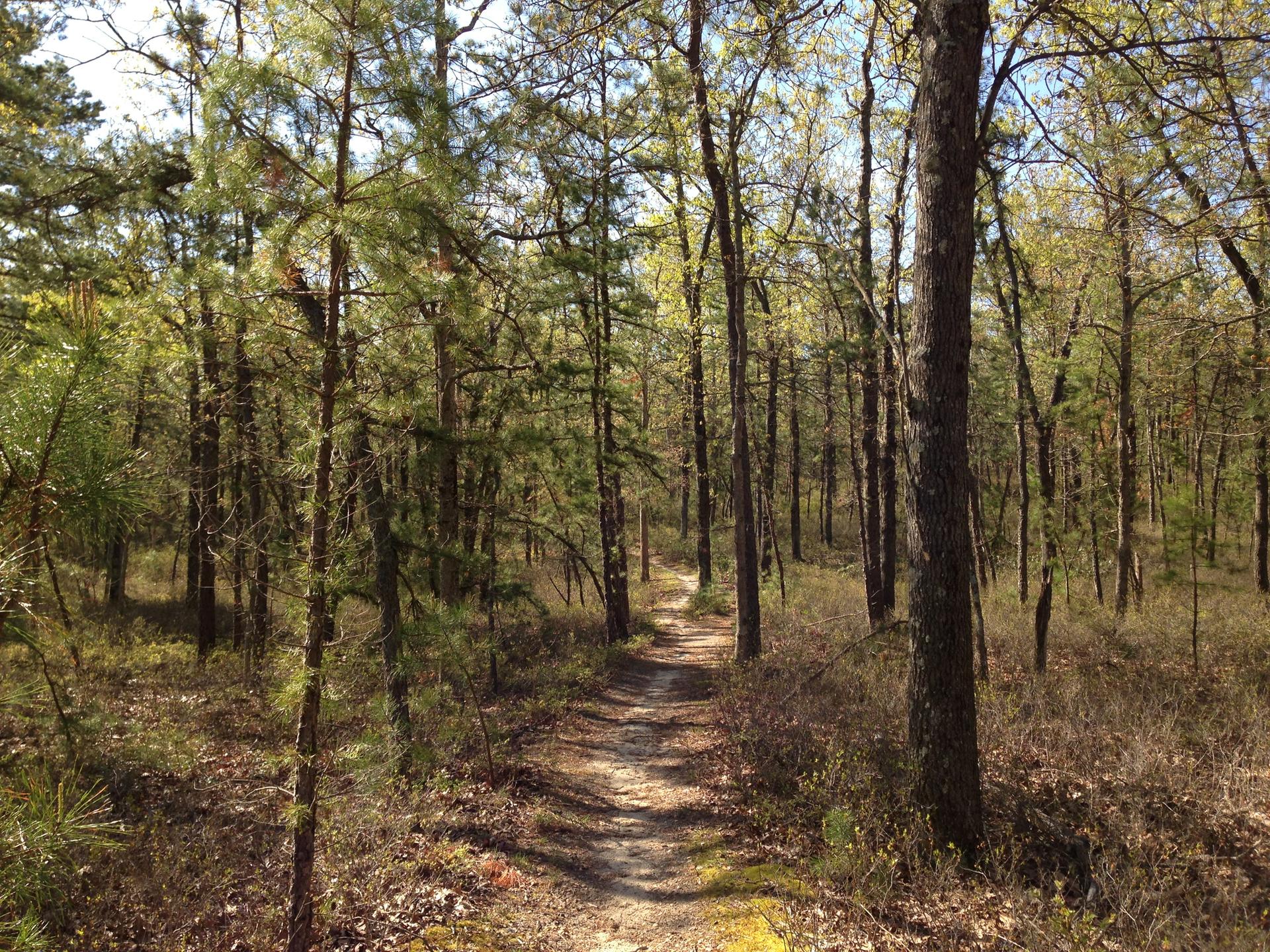 A sunlit dirt path winds through a dense pine and deciduous forest.