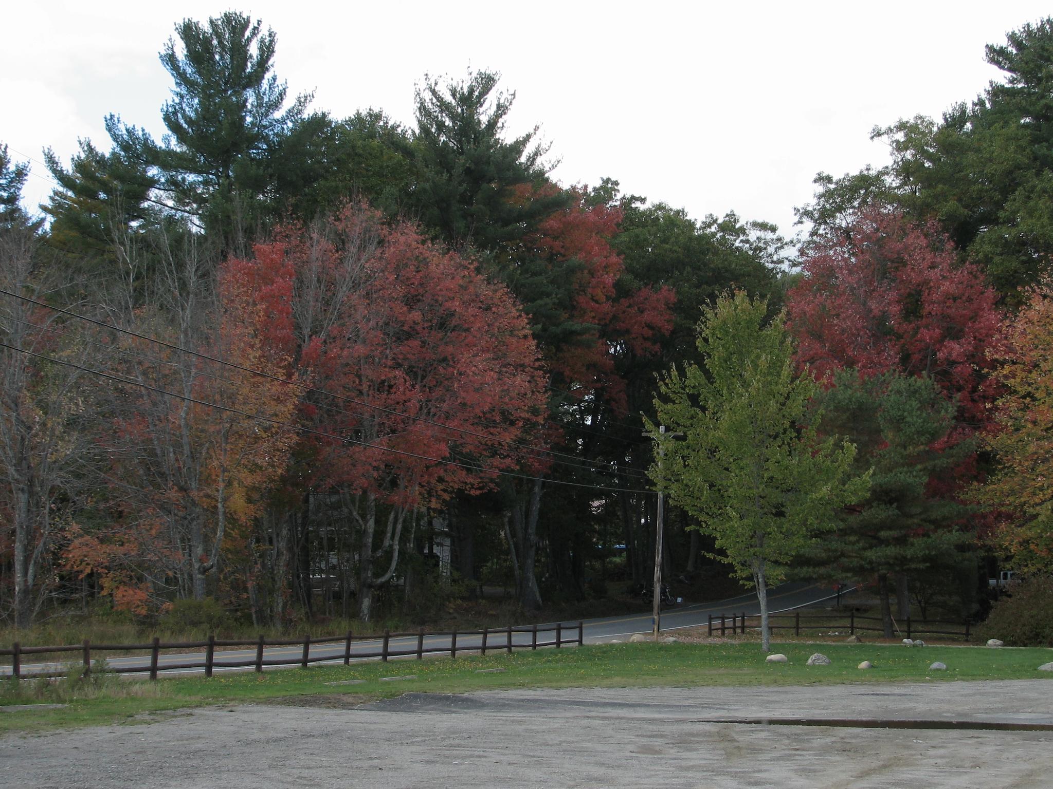 Autumn trees with colorful foliage next to a fence and open ground under an overcast sky.